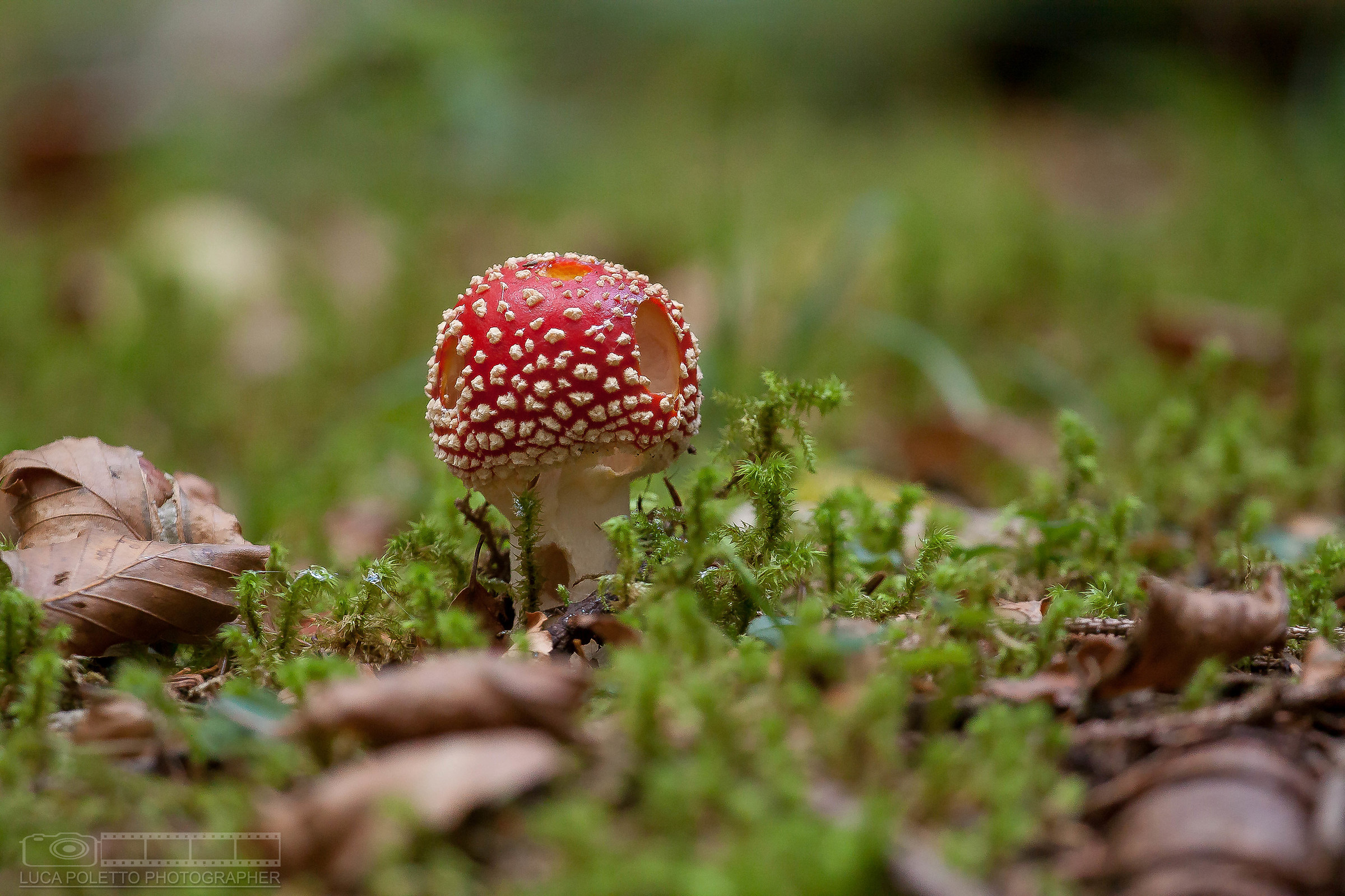 Amanita muscaria