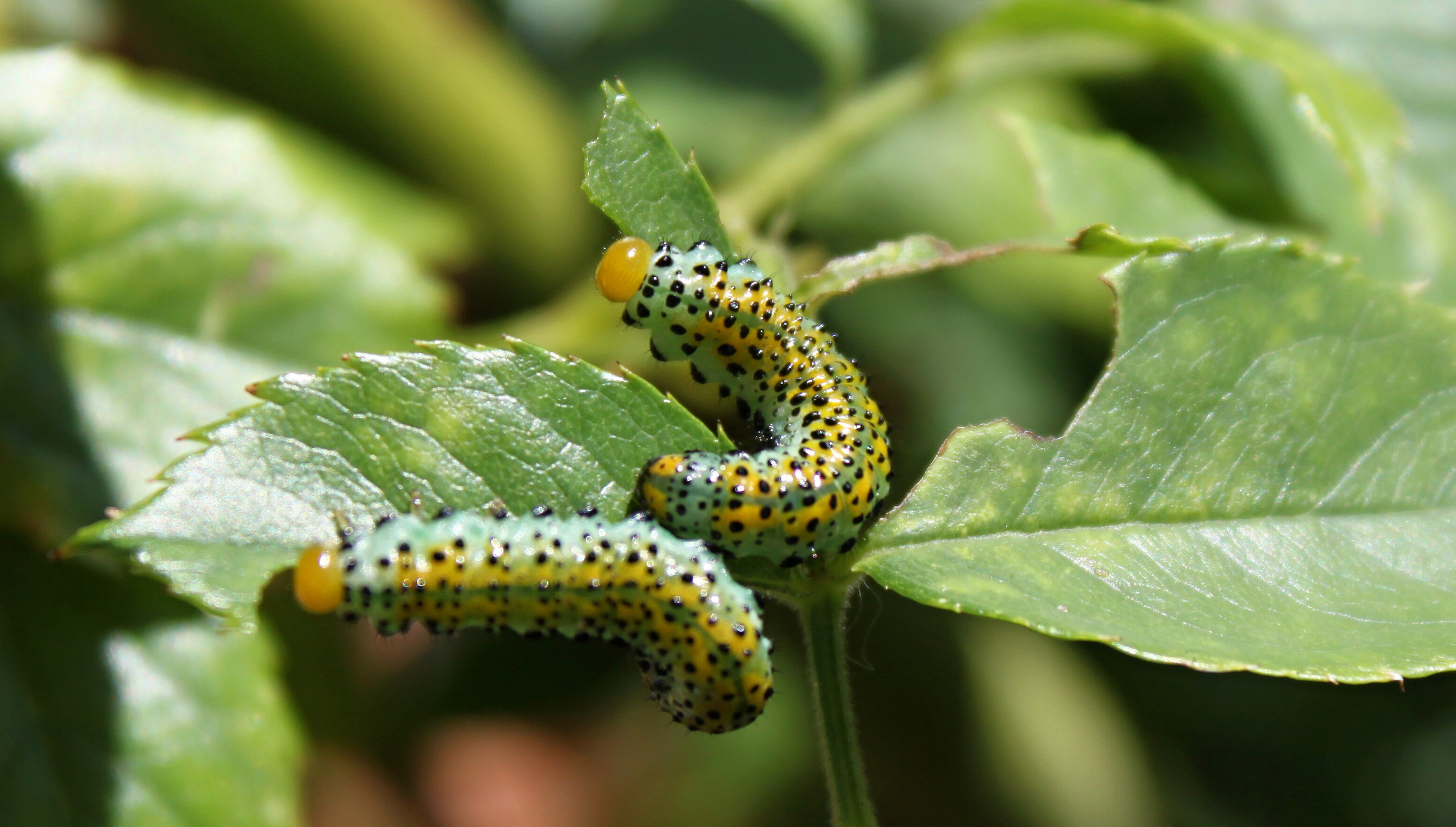 Caterpillars in action