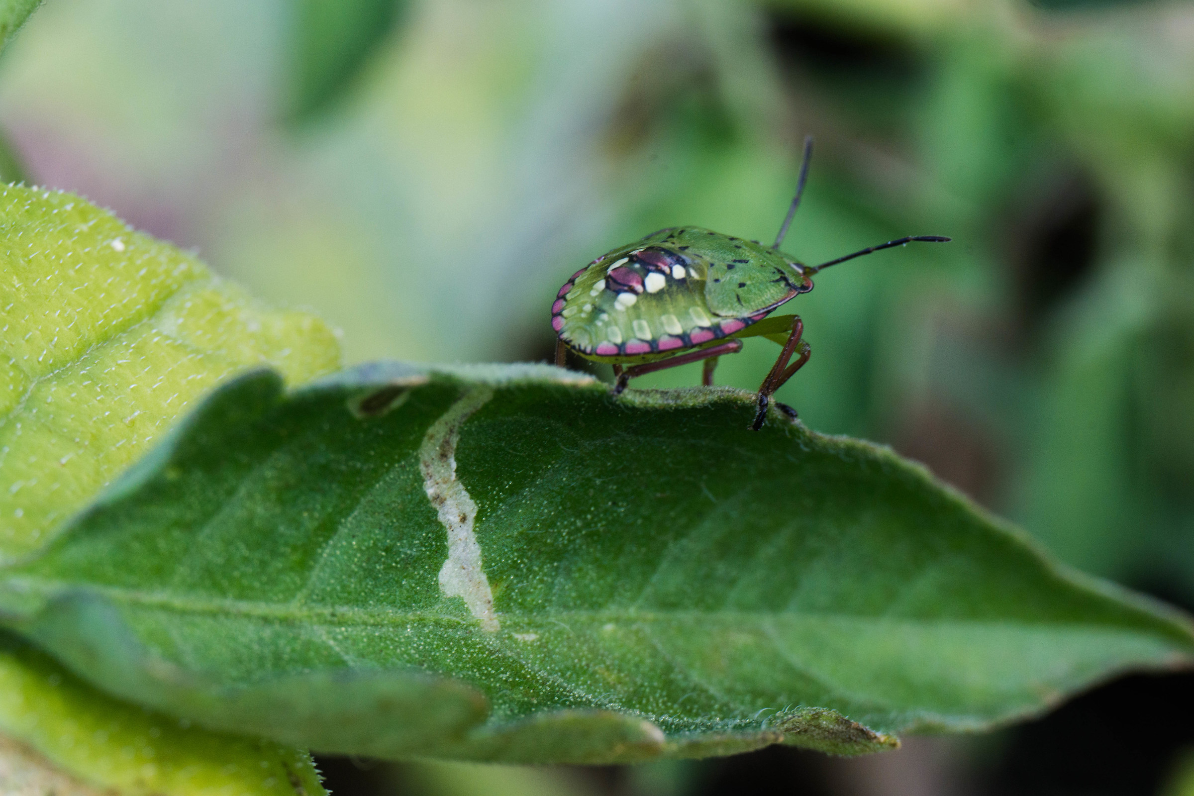 Bug in its fourth week of life 1