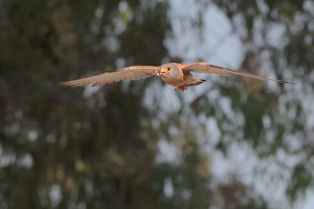Grillaio maschio in avvicinamento