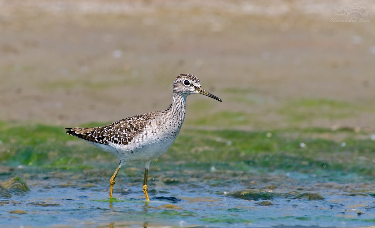 Piro piro boschereccio