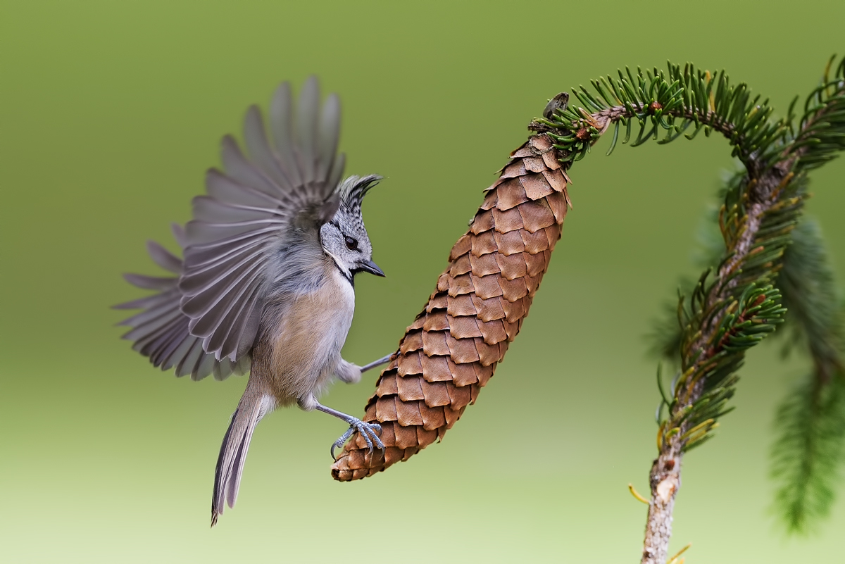 Crested Tit