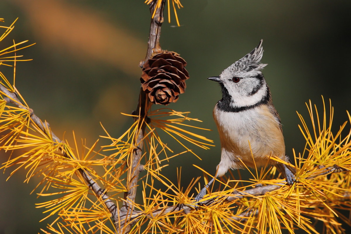 Crested Tit