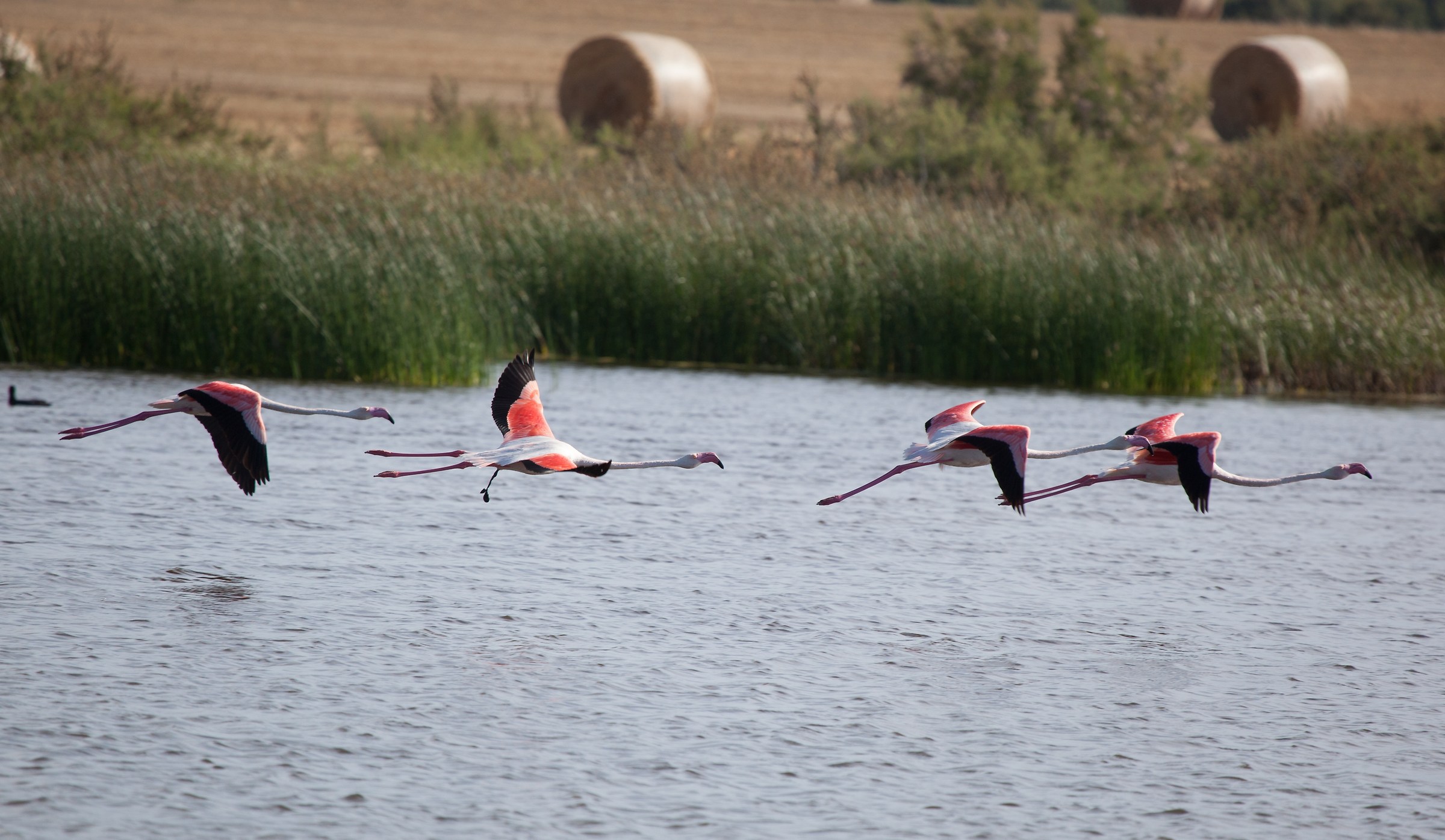Fenicotteri rosa...uno "felice dopo il parto"
