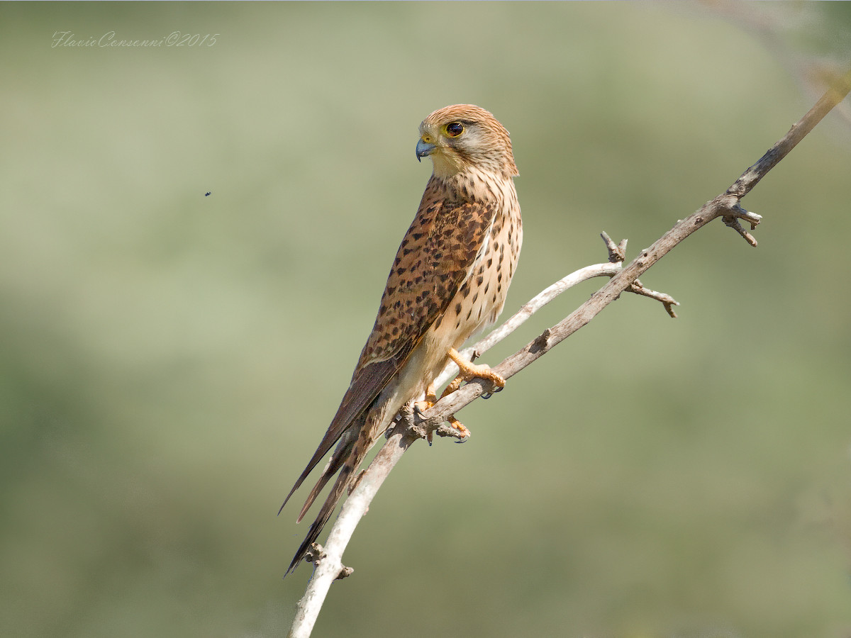 the fly and the Kestrel
