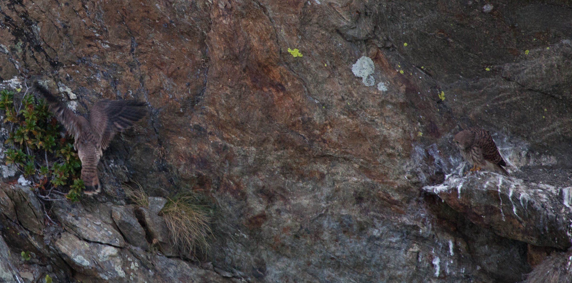 Gheppio al primo volo