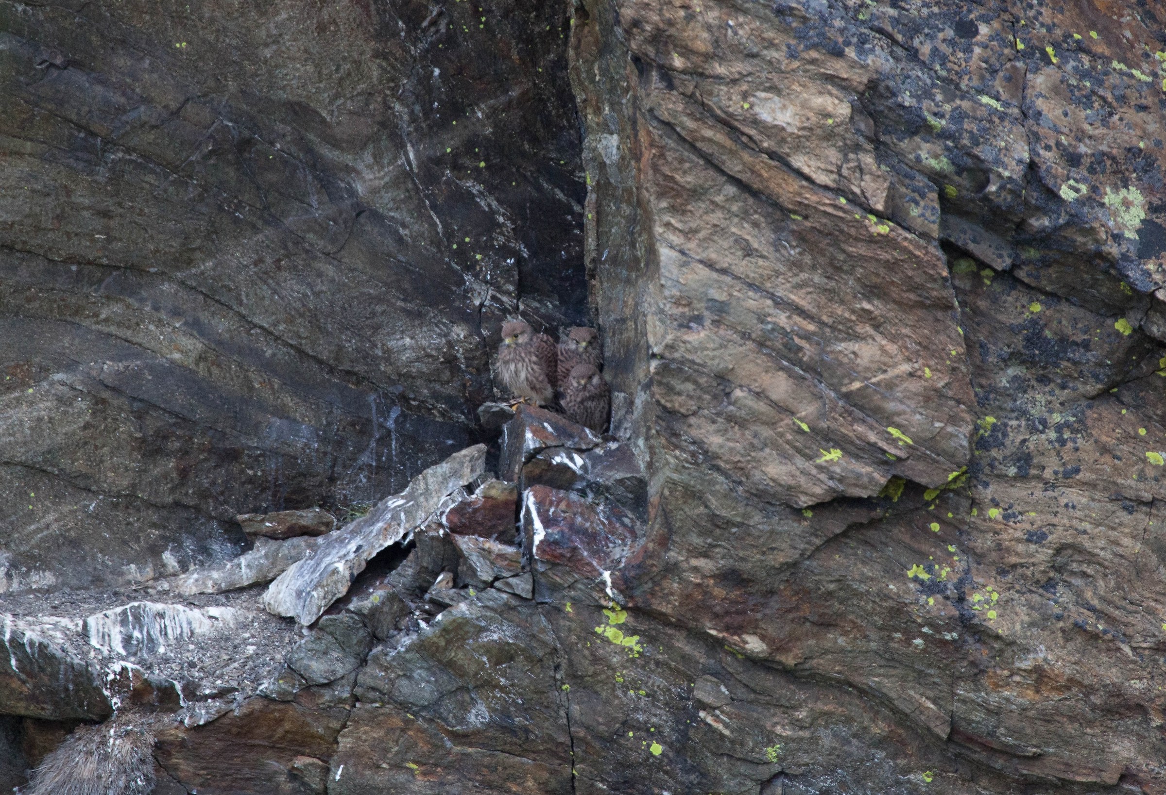 Gheppi...Vicini si sta più caldi