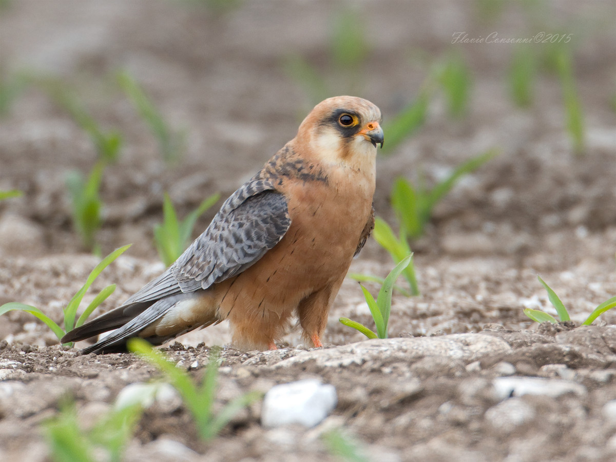 Footed falcon female