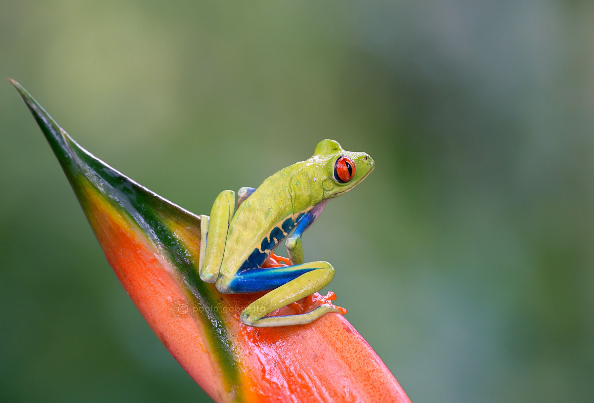 Red eyed tree frog