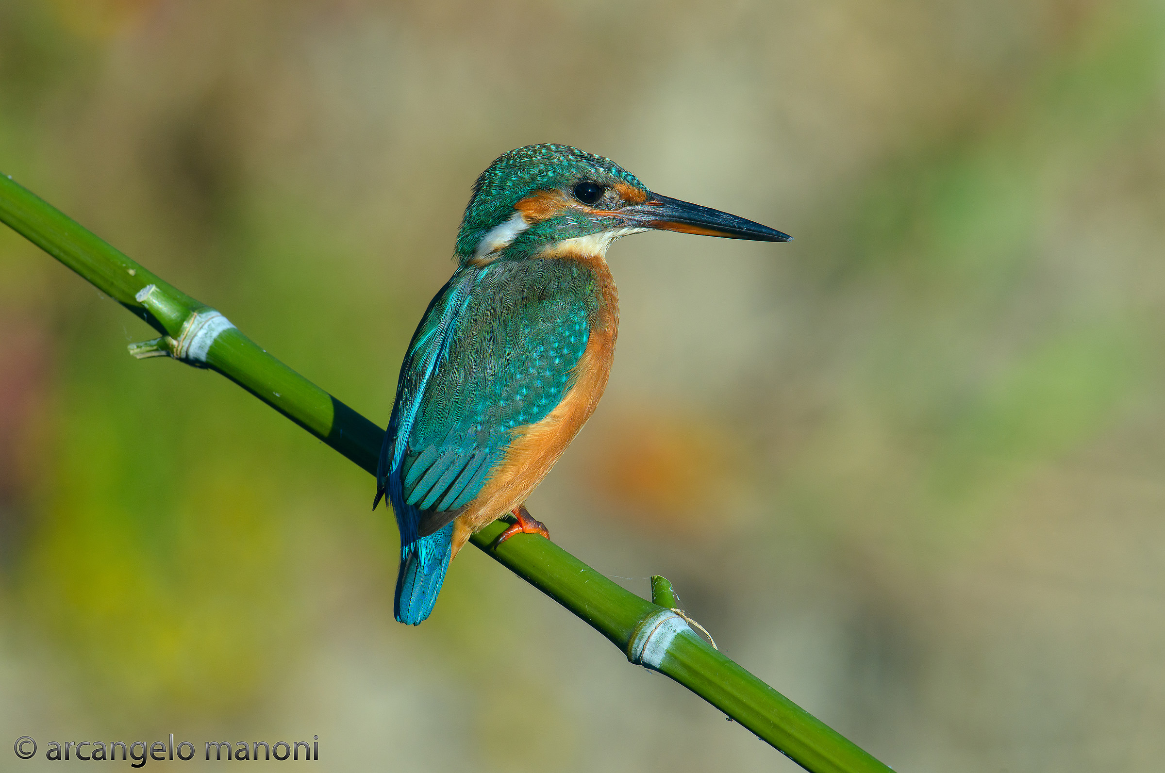 Martina in primo autunno