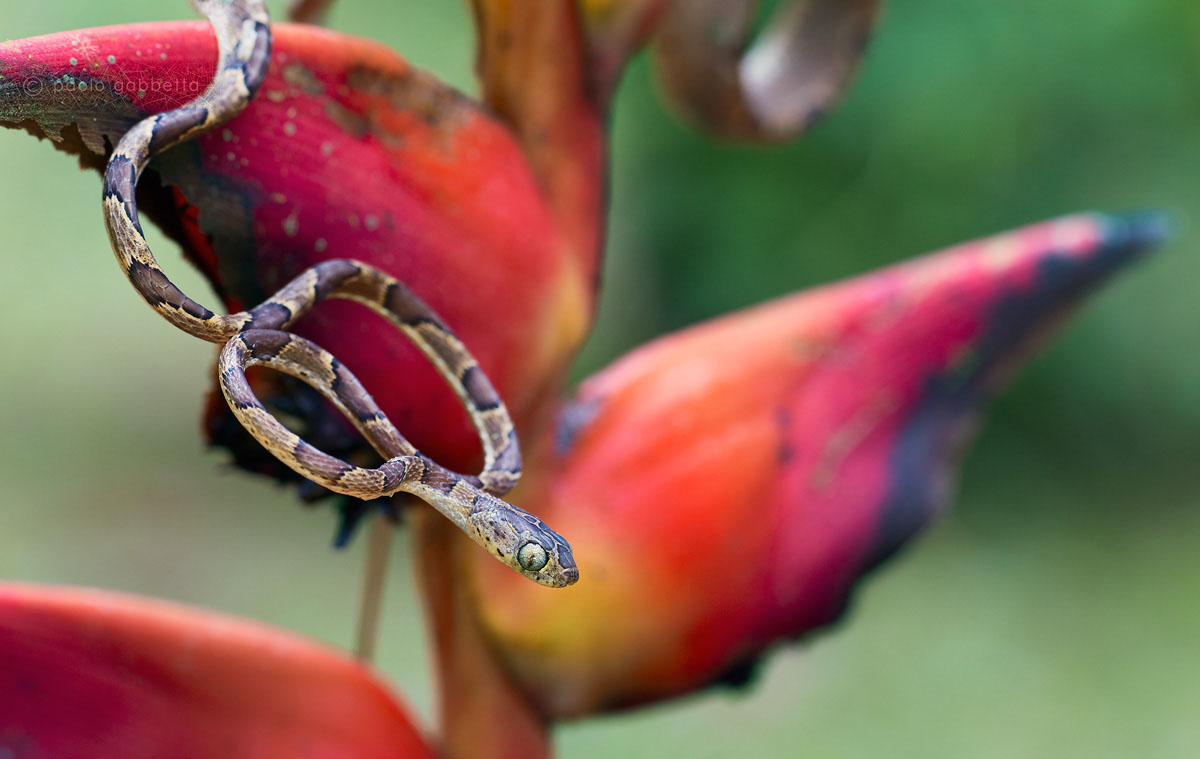 Brown Blunt-headed vinesnake