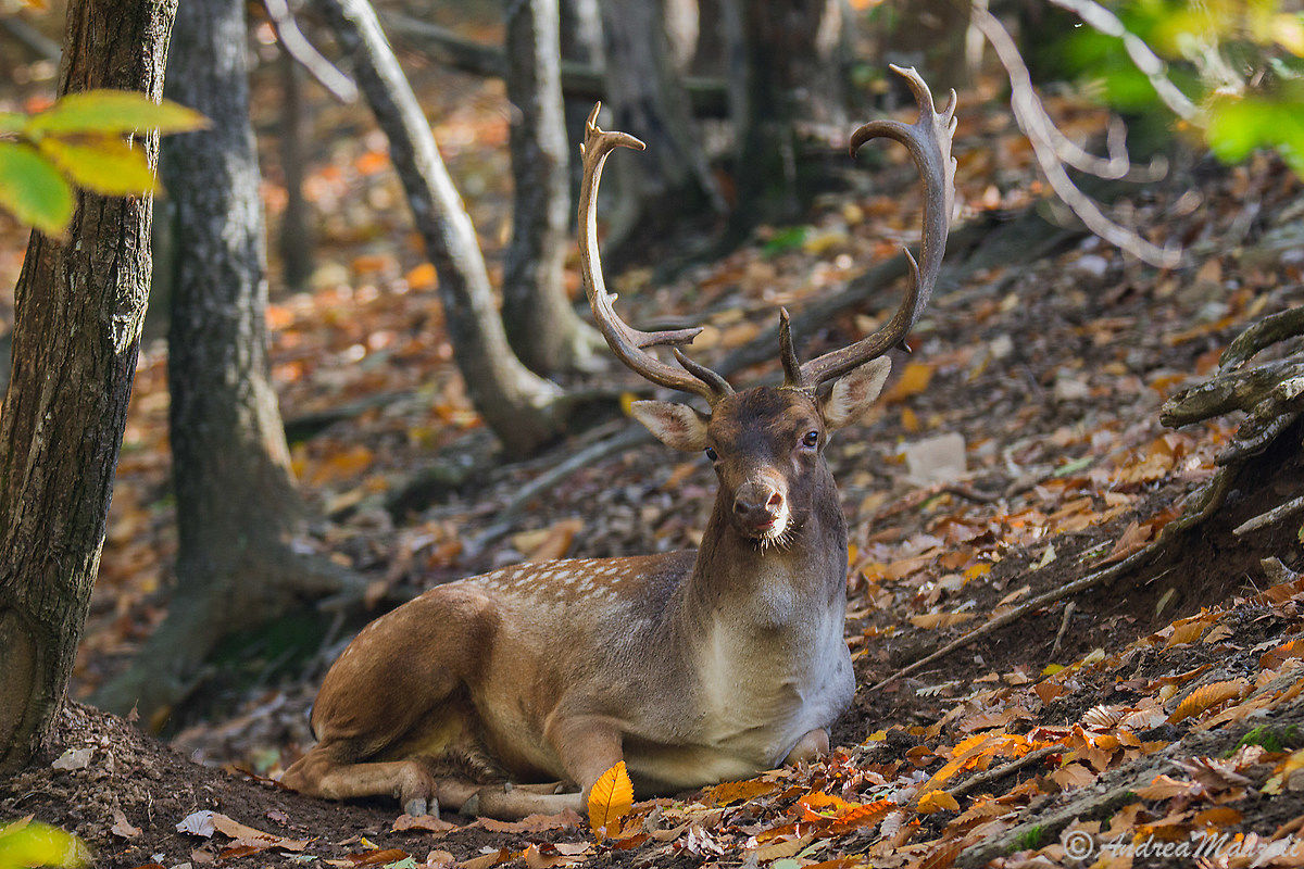 Palancone post fight