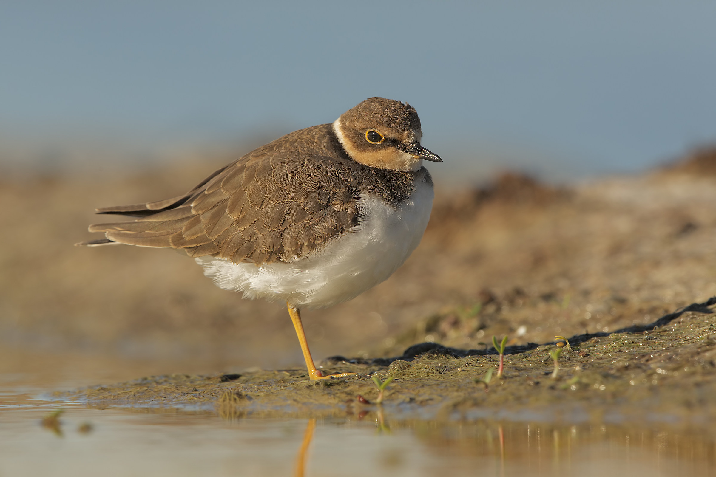 Corriere piccolo juv