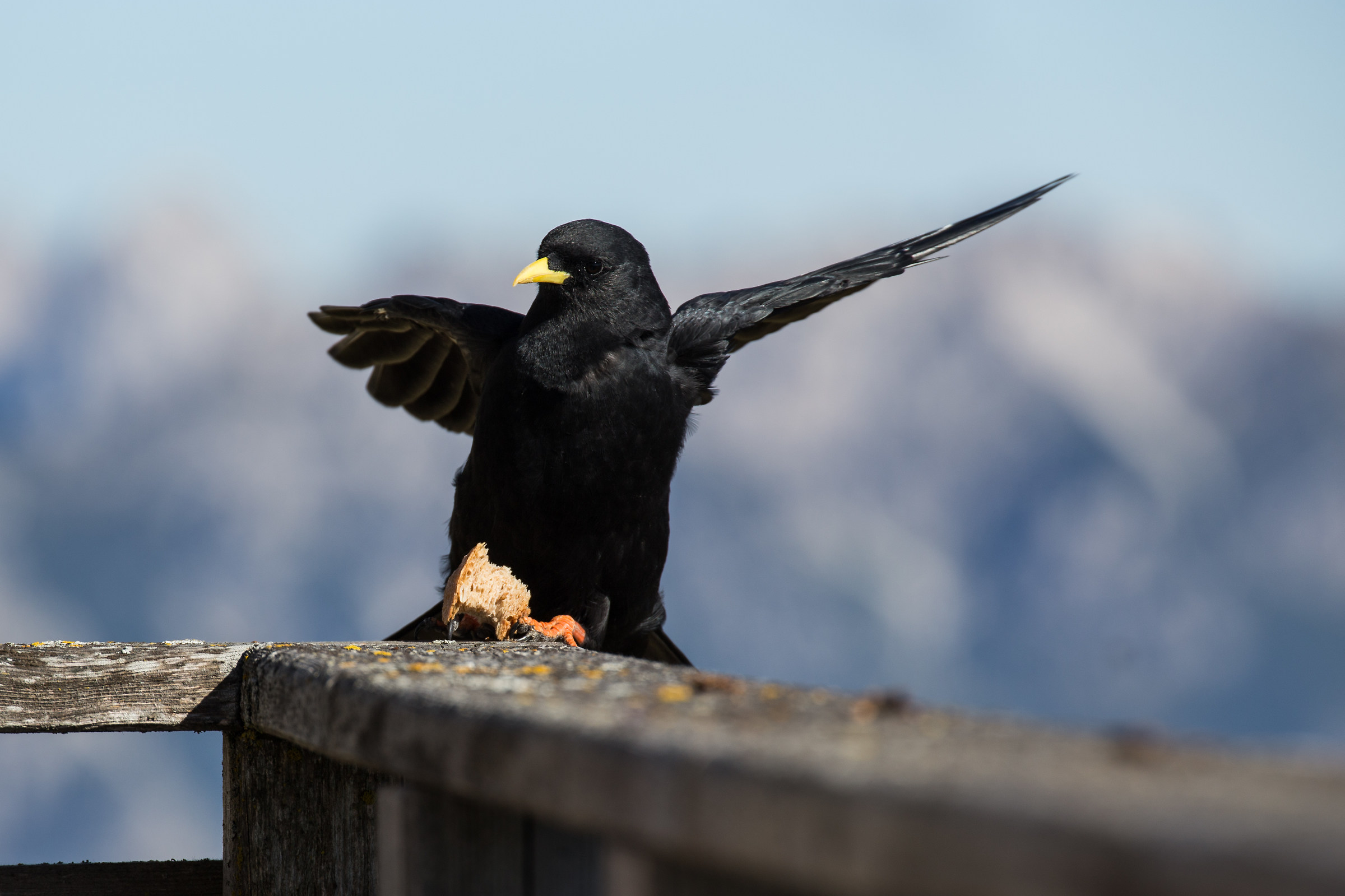 Gracchio dal becco giallo