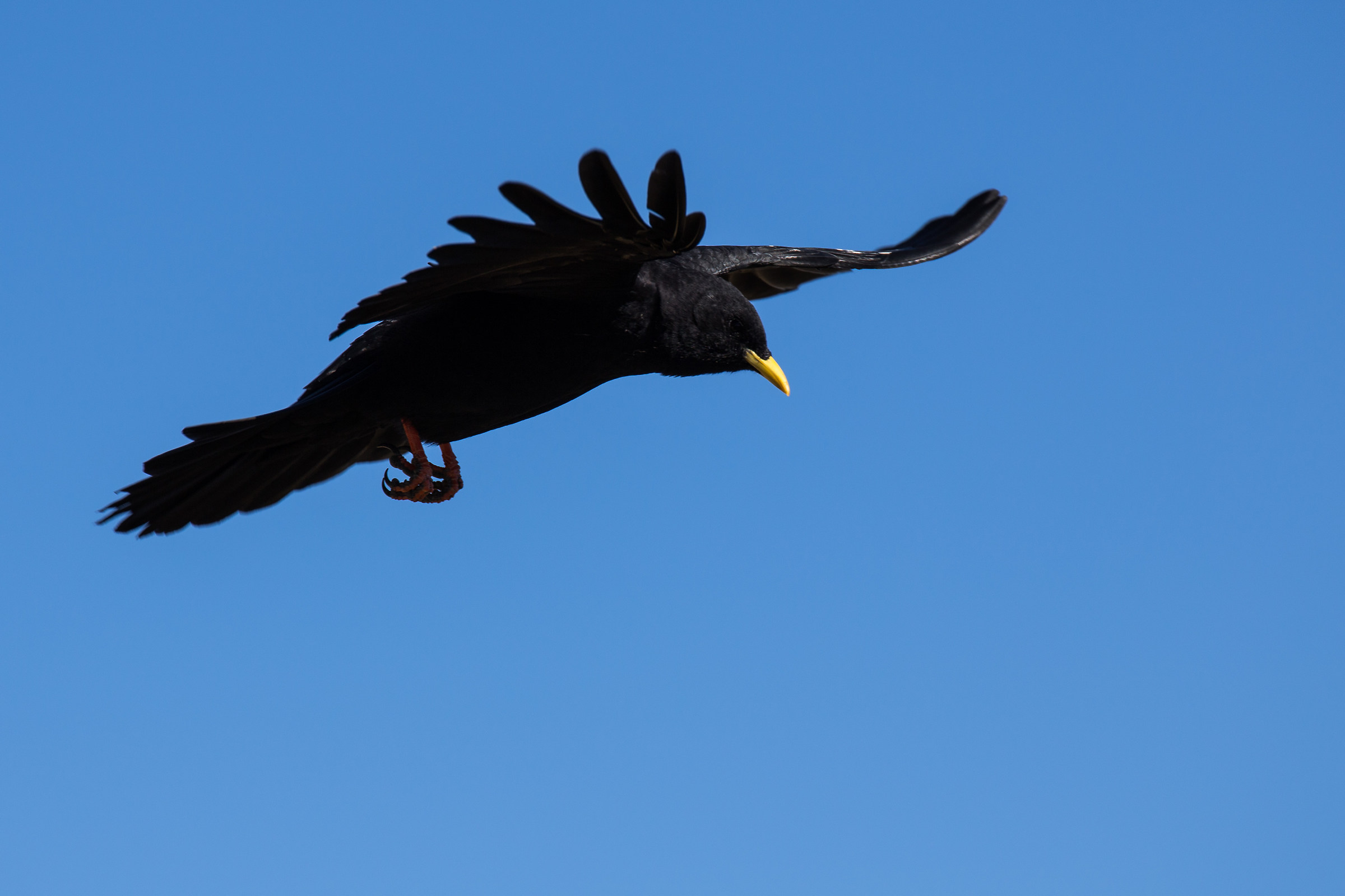 Gracchio dal becco giallo