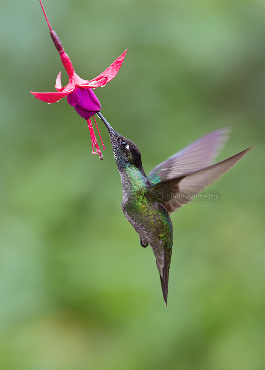 Magnificient Hummingbird
