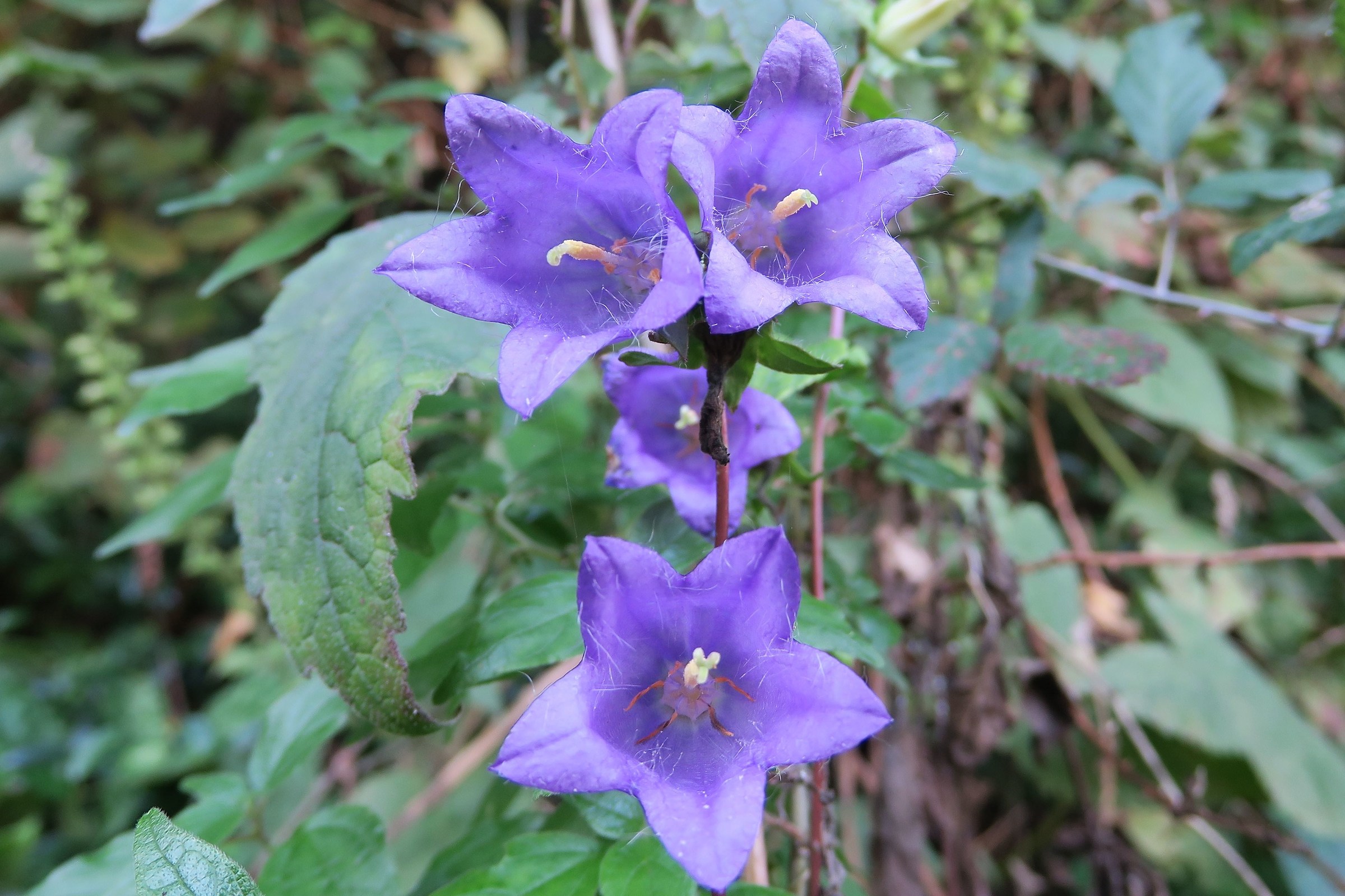 Gentians along the Adda