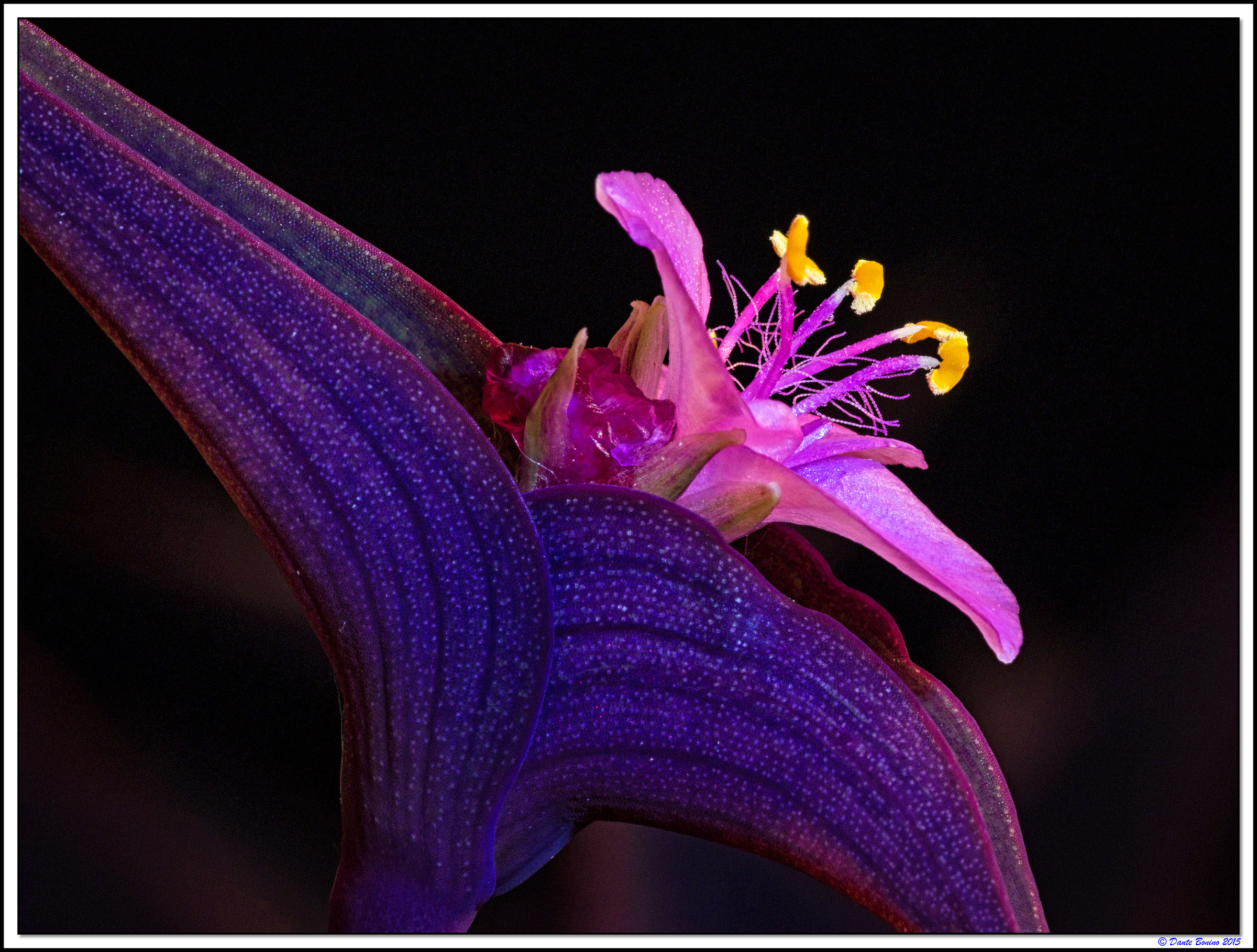 Tradescantia navicularis