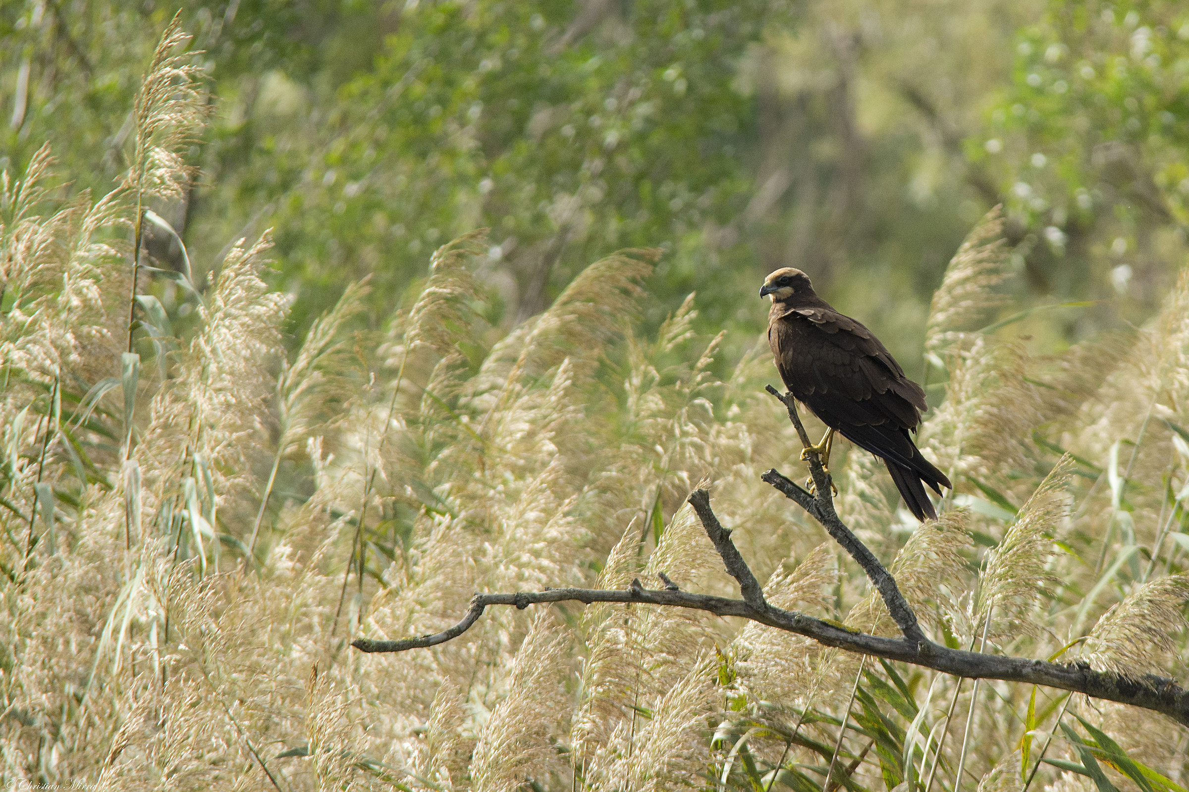 Marsh harrier