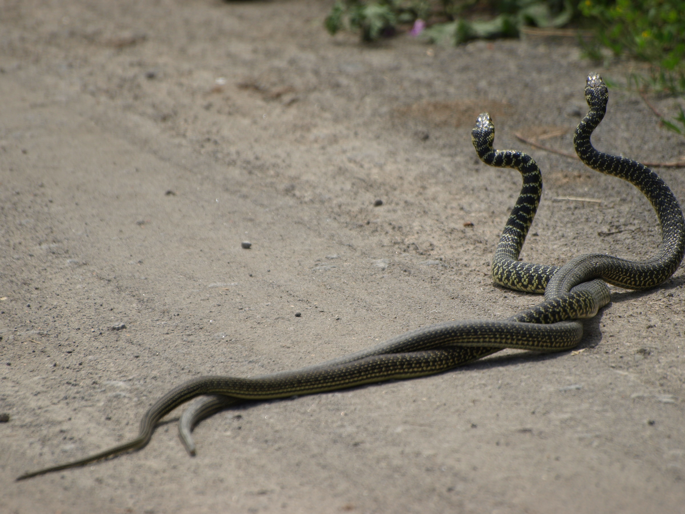 stringere nuove "amicizie"
