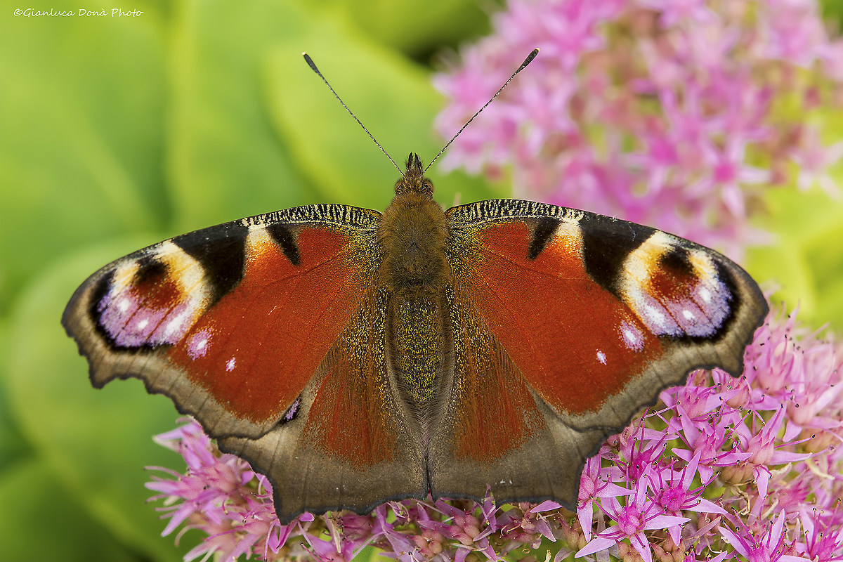 Inachis io Linnaeus, 1758