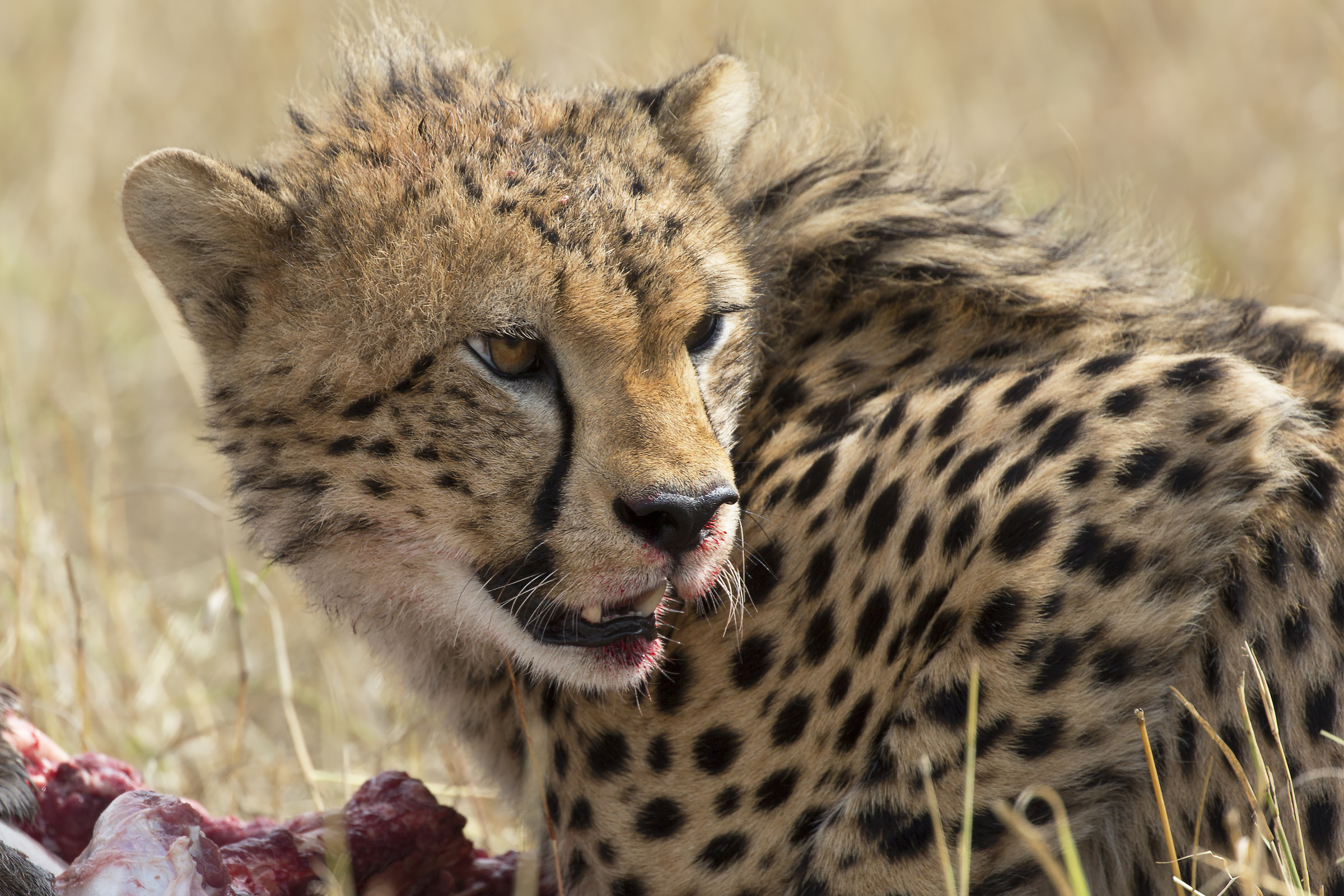 sono un po' sporchino