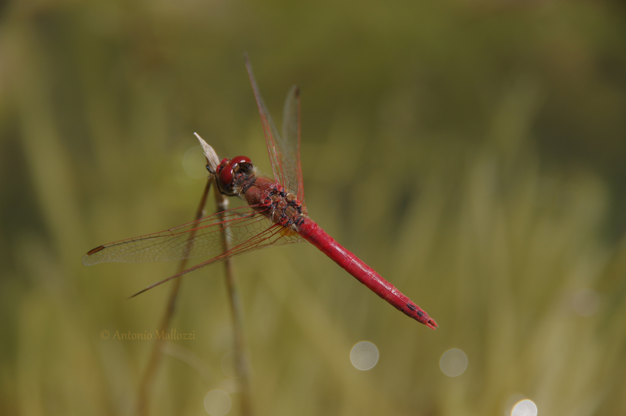Libellula rossa