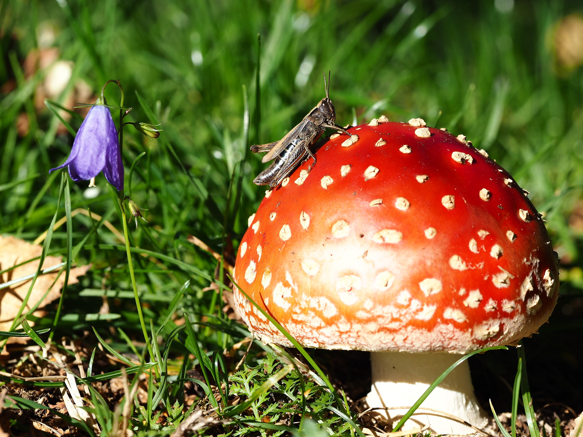 a beautiful acoppiata