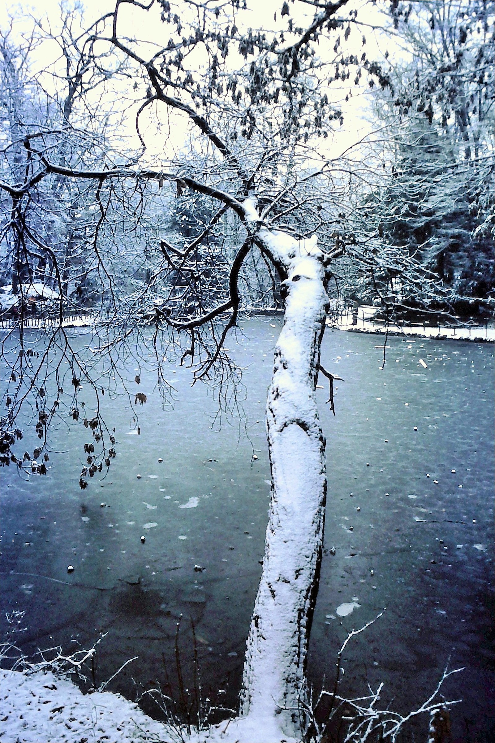 Winter Pond