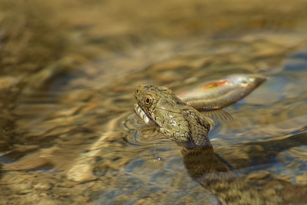 natrix with prey