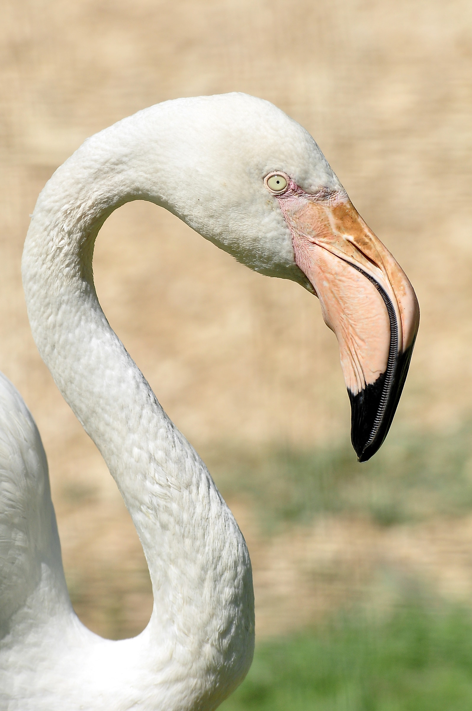 Profile of pink flamingo