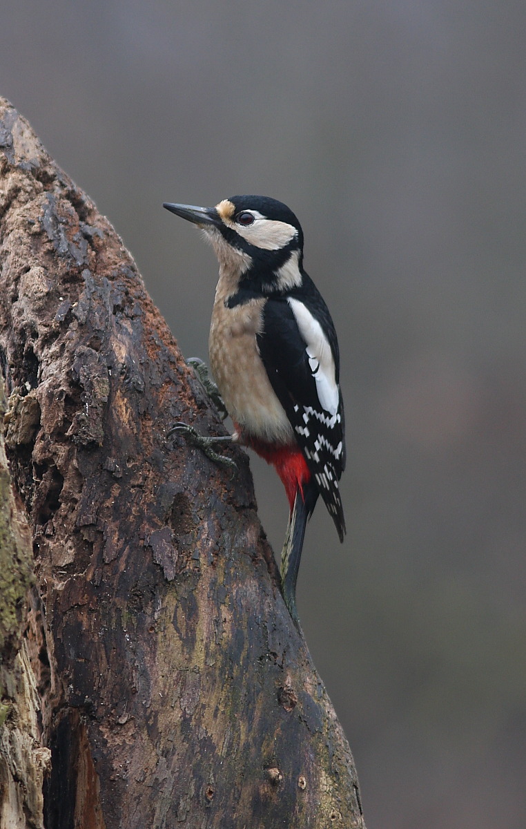 Great Spotted Woodpecker female