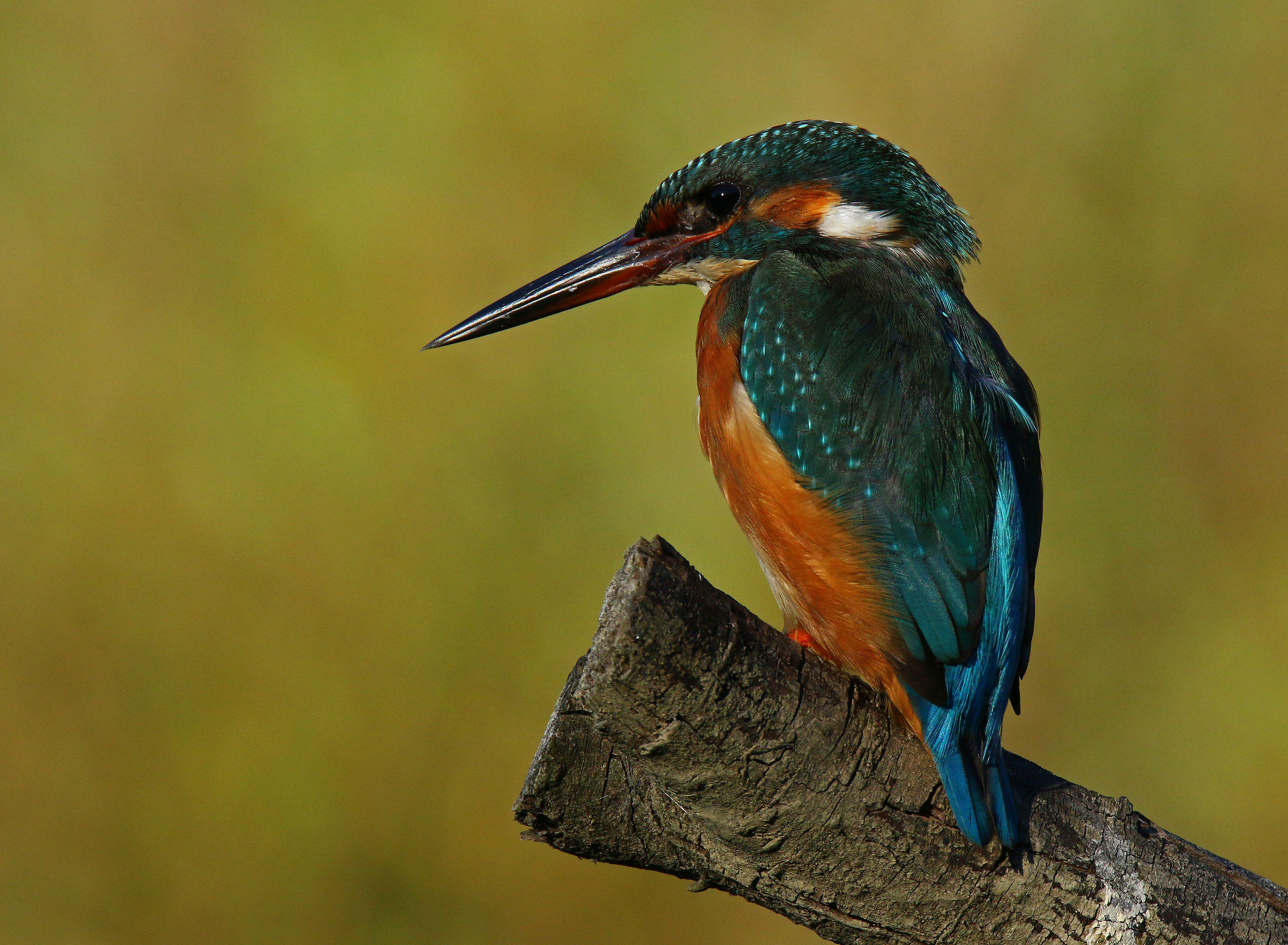Kingfisher
