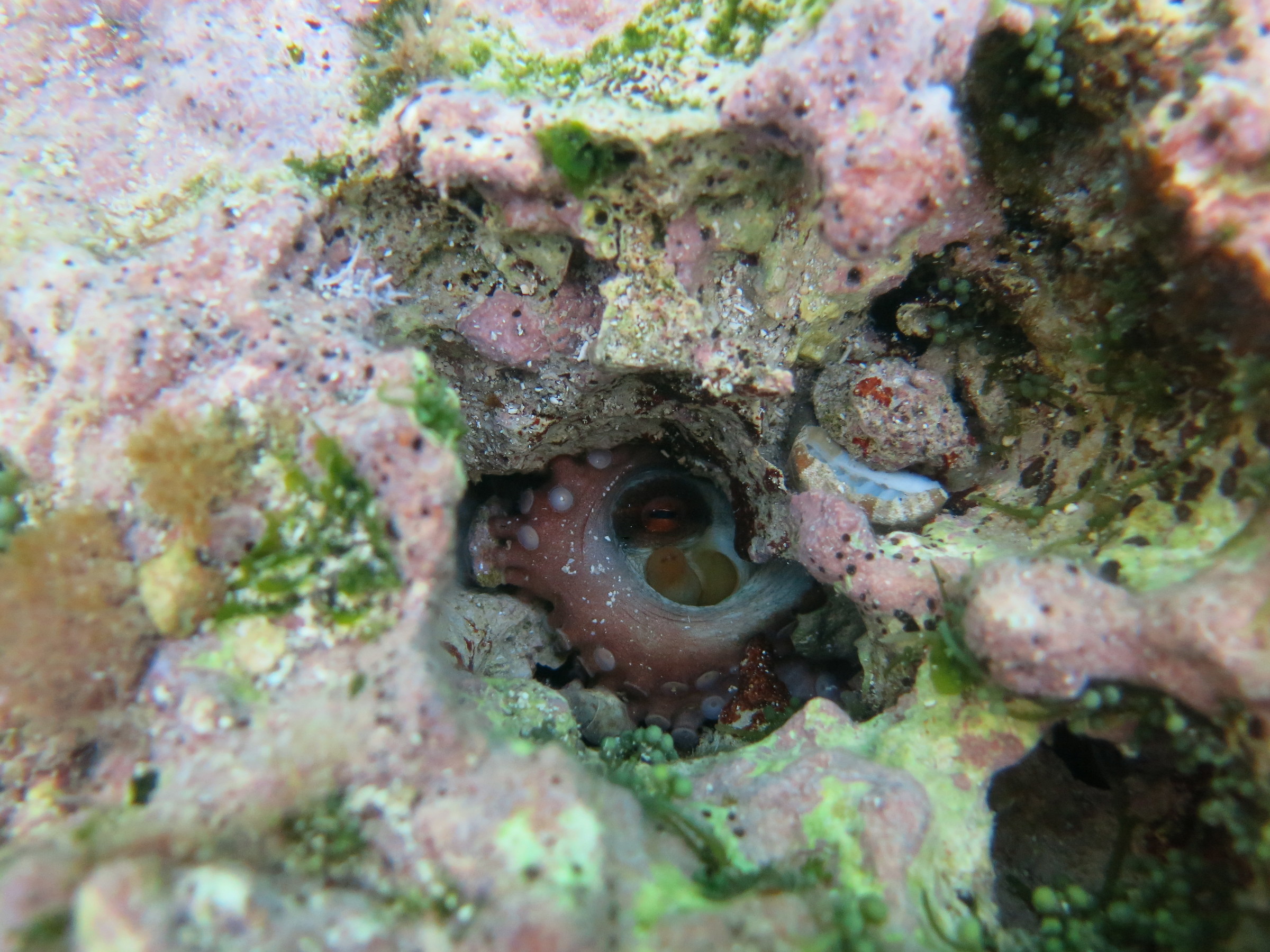The eye of the octopus