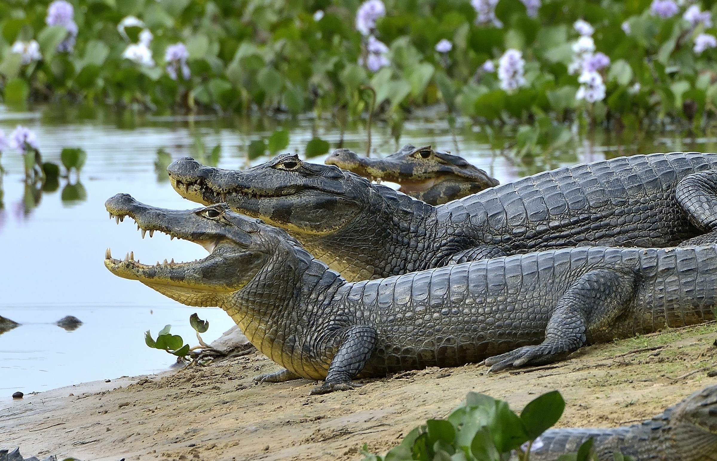 Pantanal 2015 - Caimani