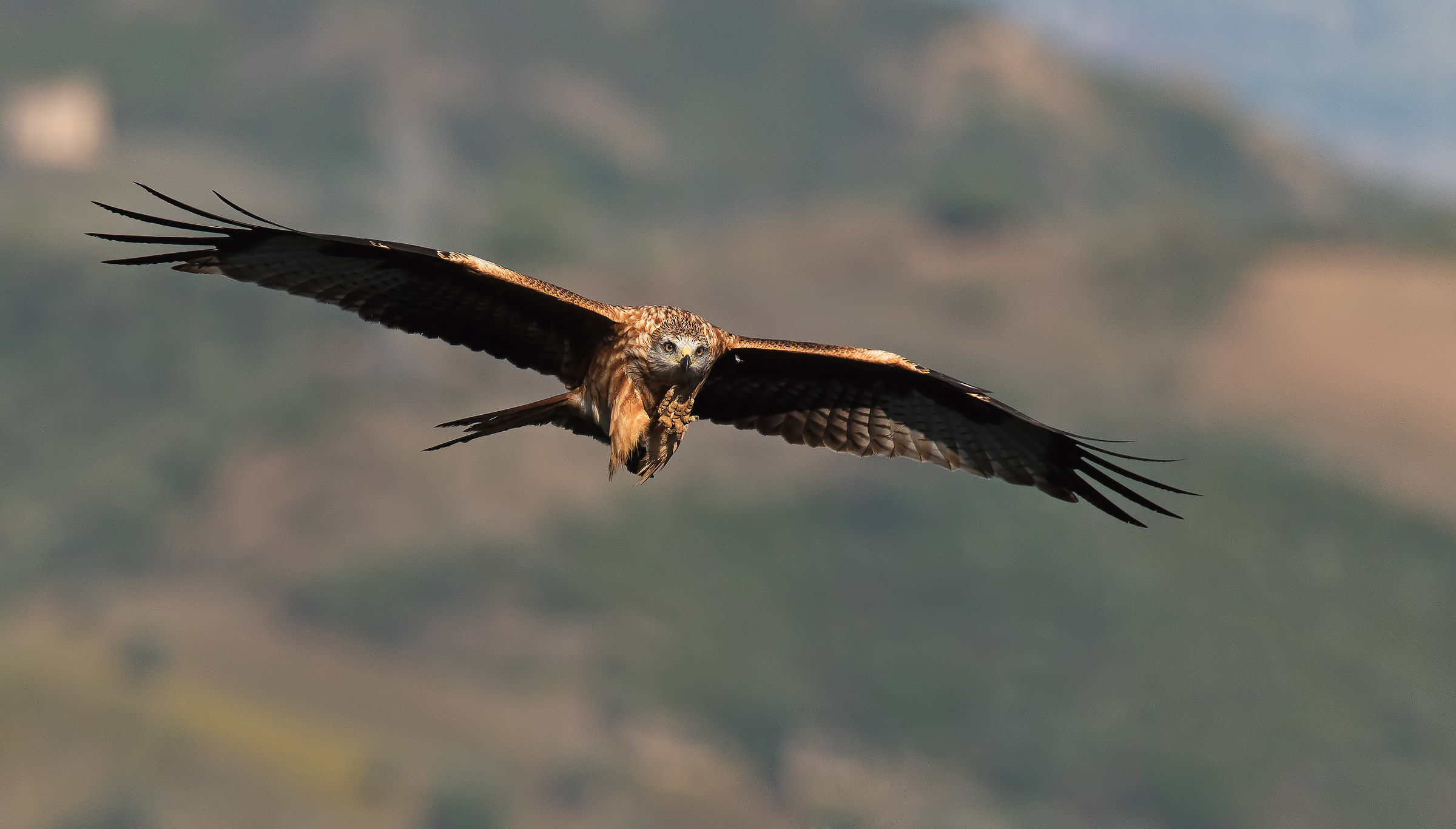 Giovane nibbio reale in addestramento.
