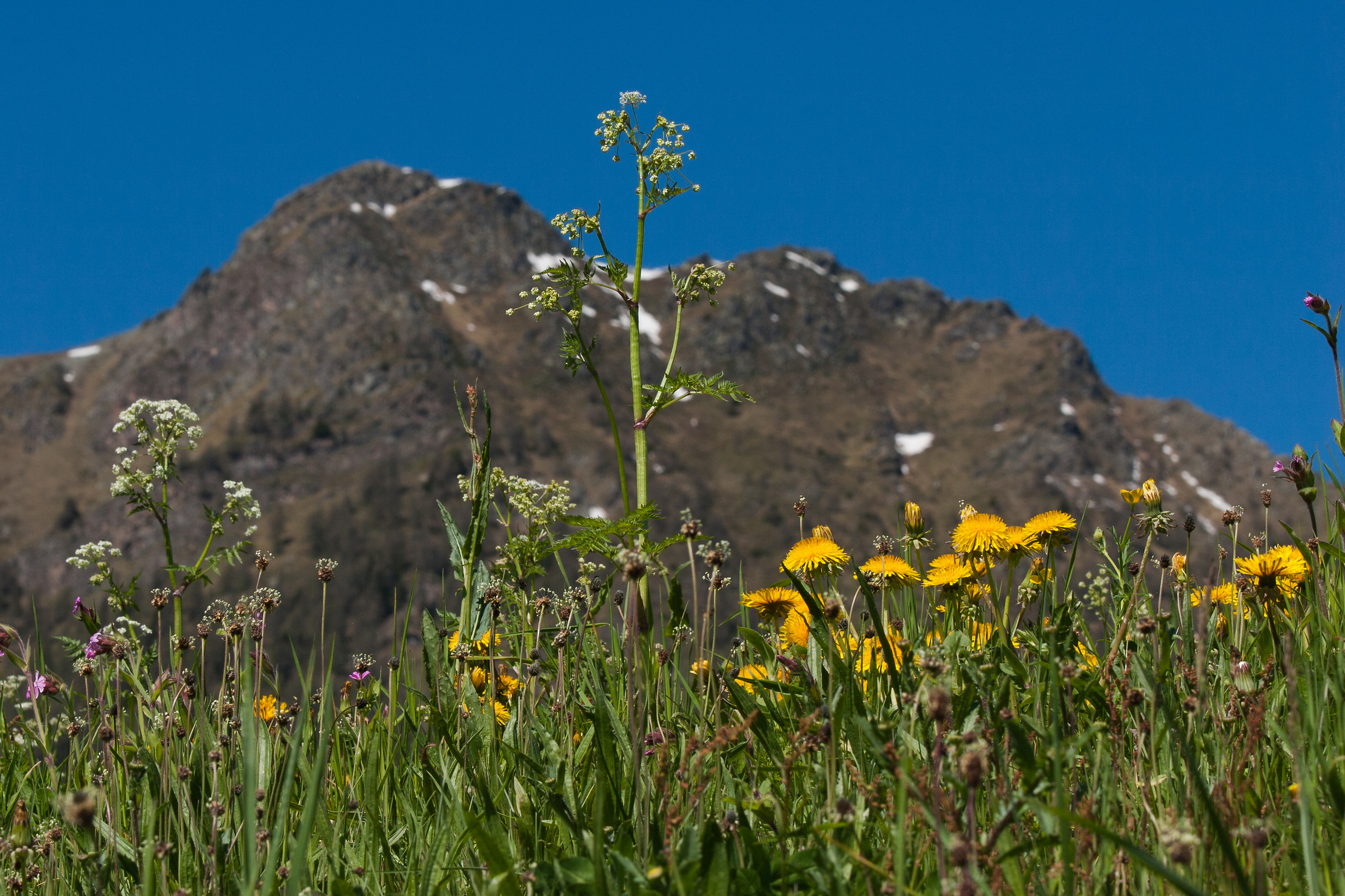 small but beautiful ...