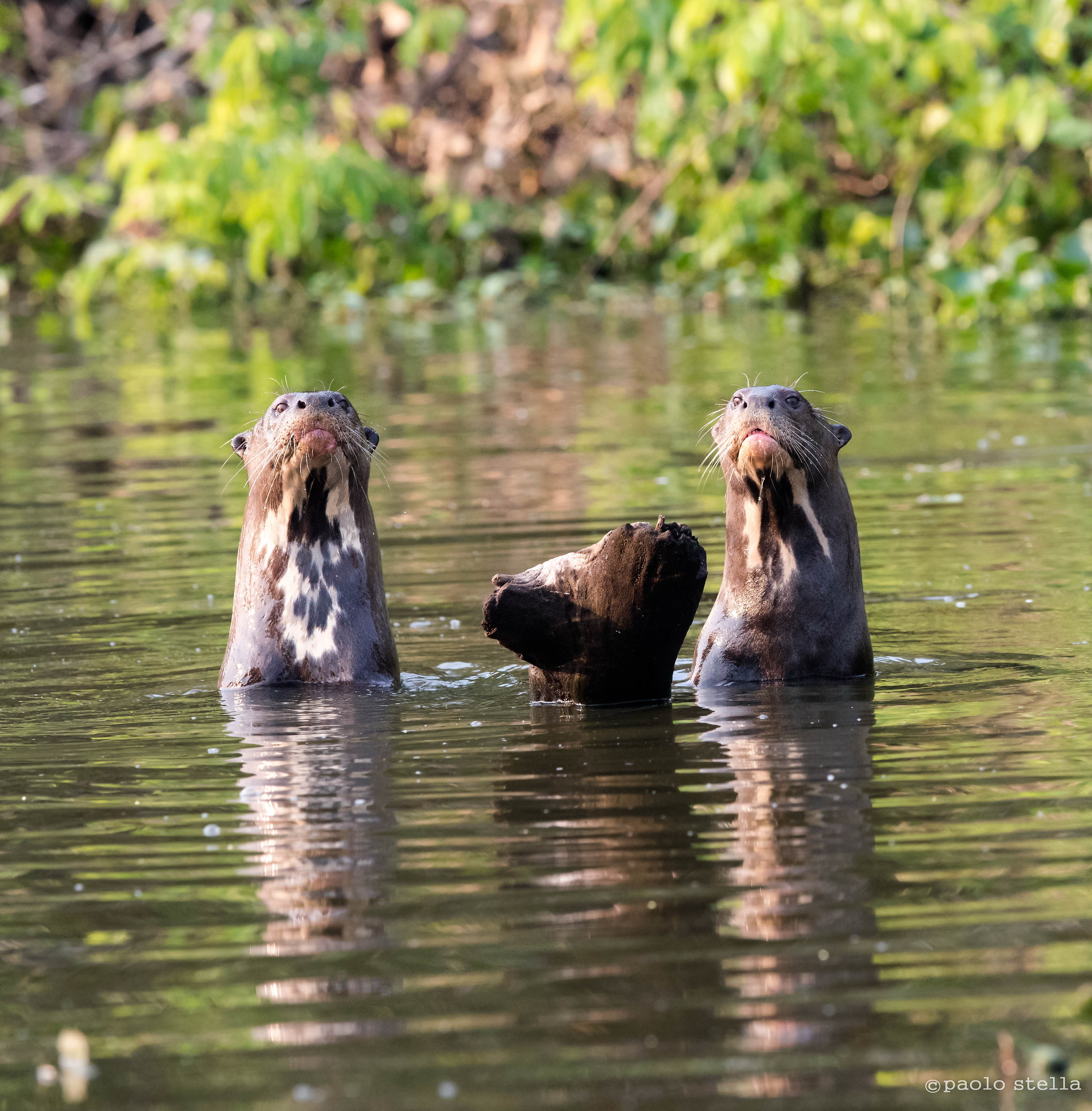 curious otters
