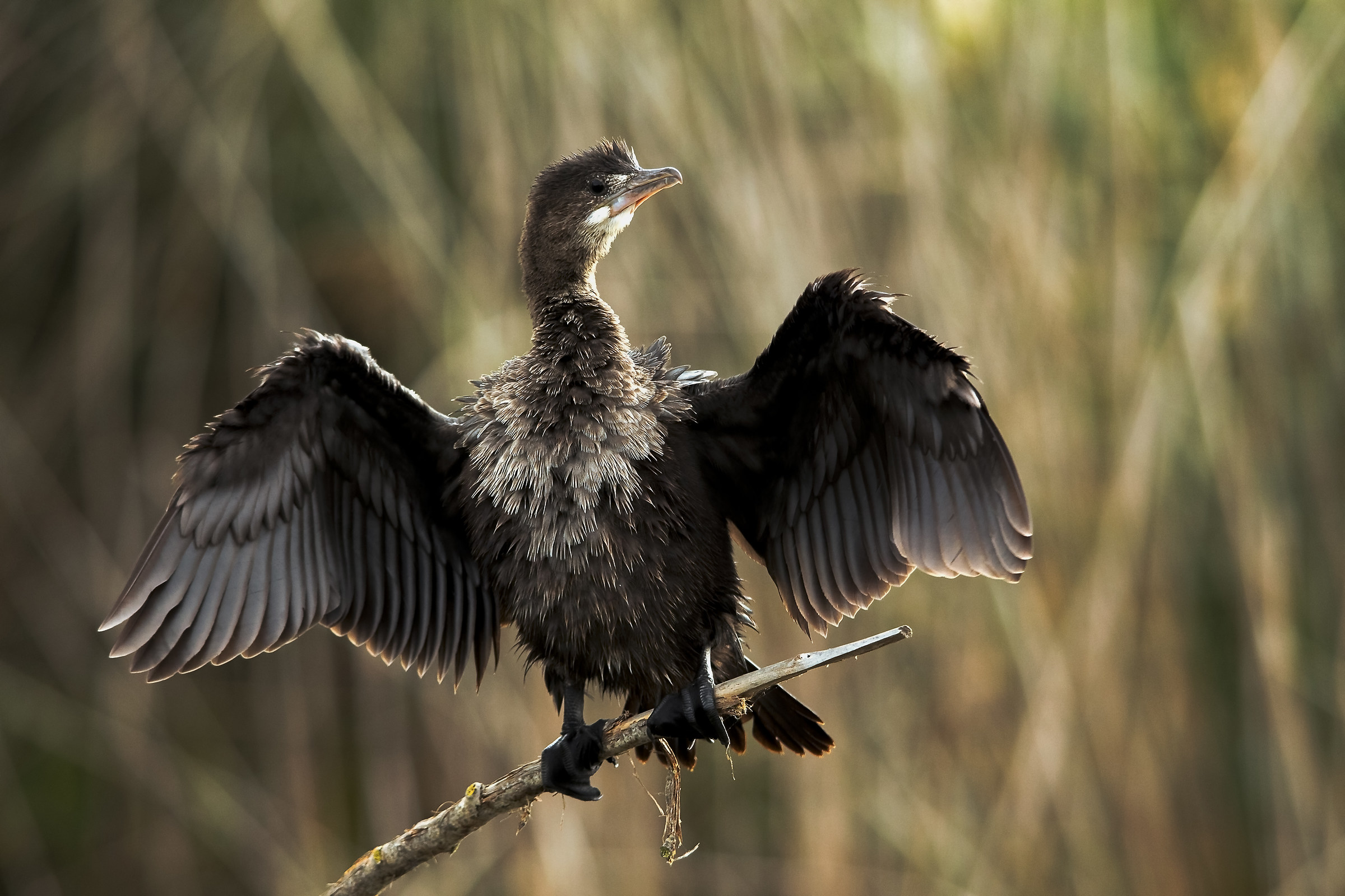 pygmy cormorant