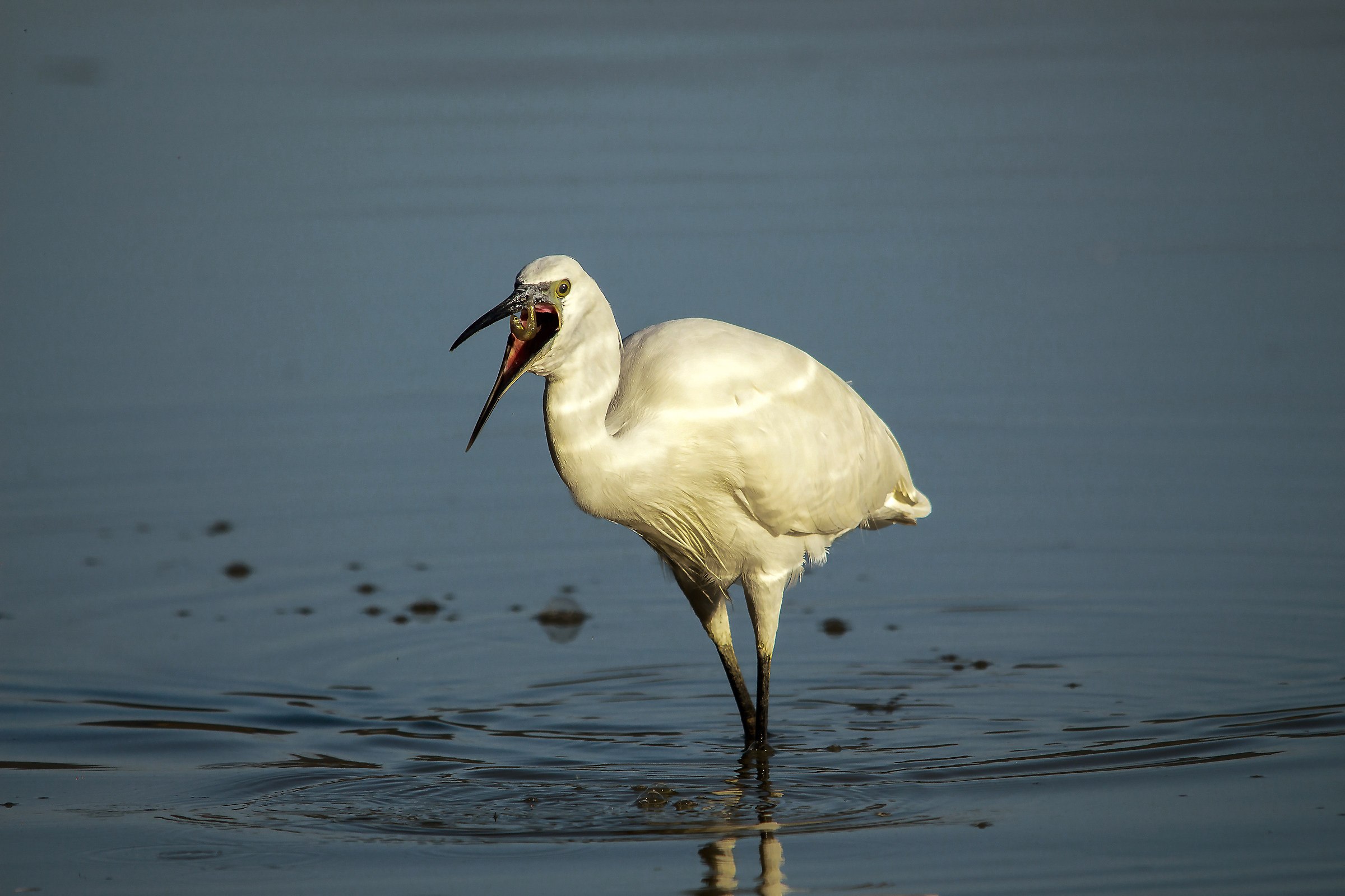 hungry egret