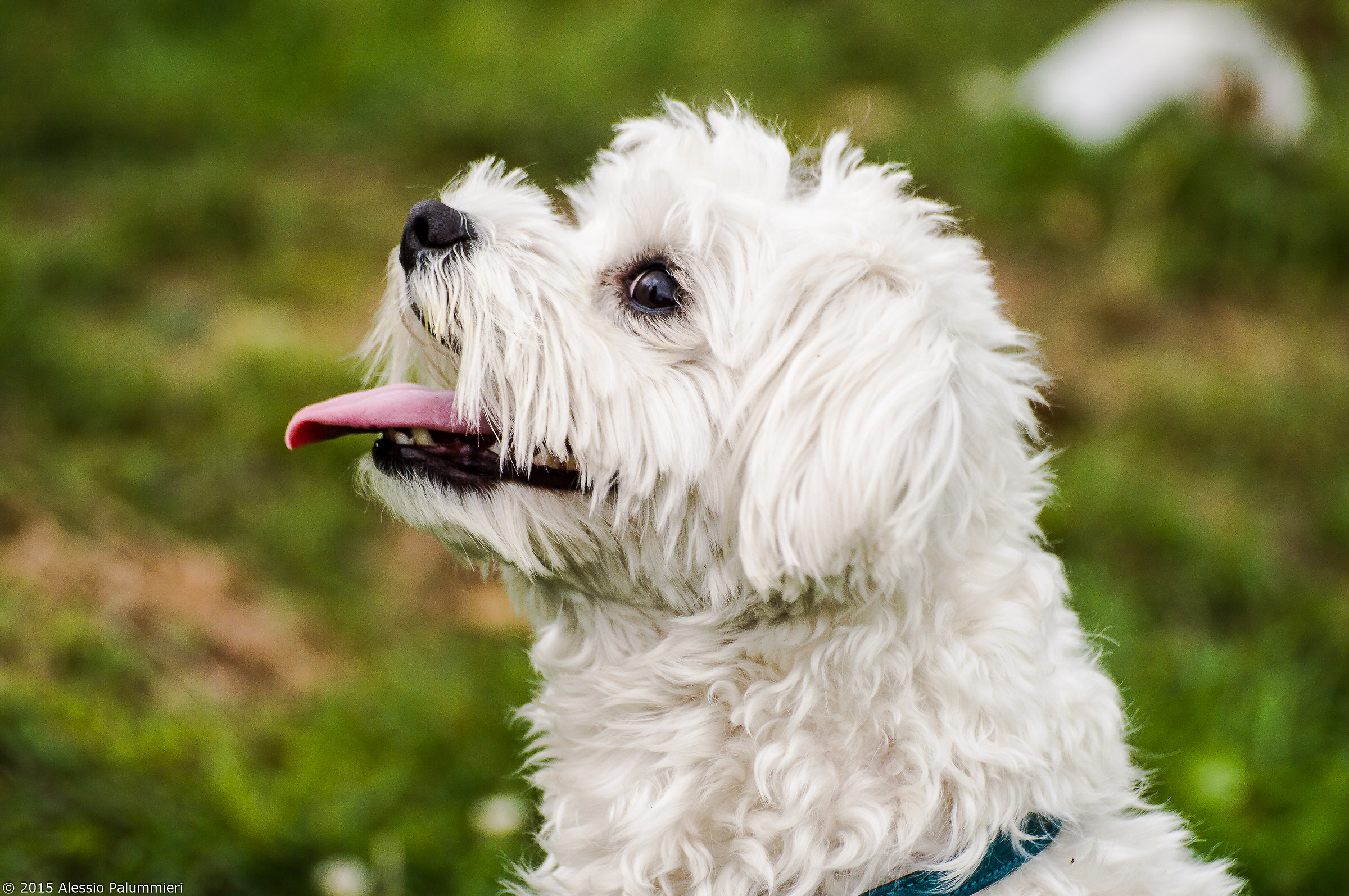 ..dai dai..lanciami la pallina...