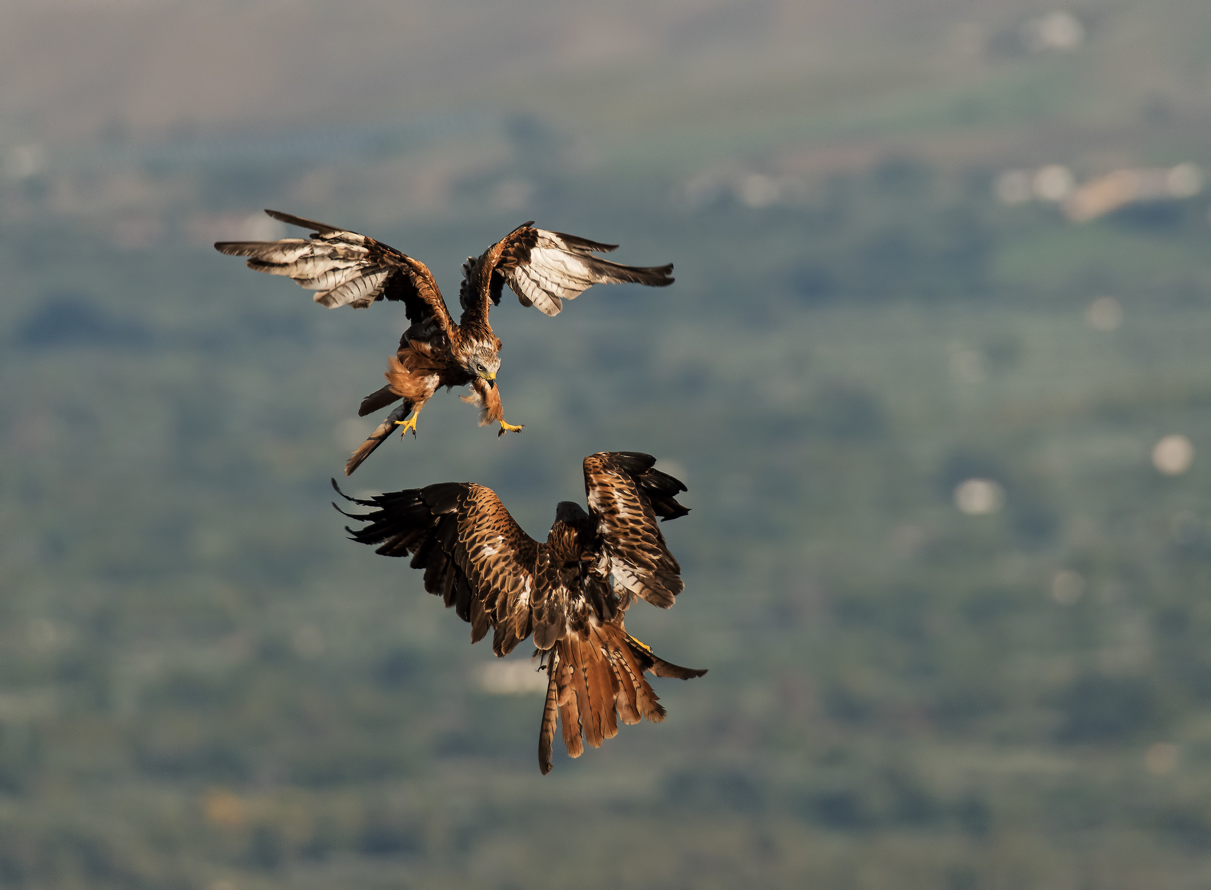 Adesso Giochiamo. Nibbi reali.