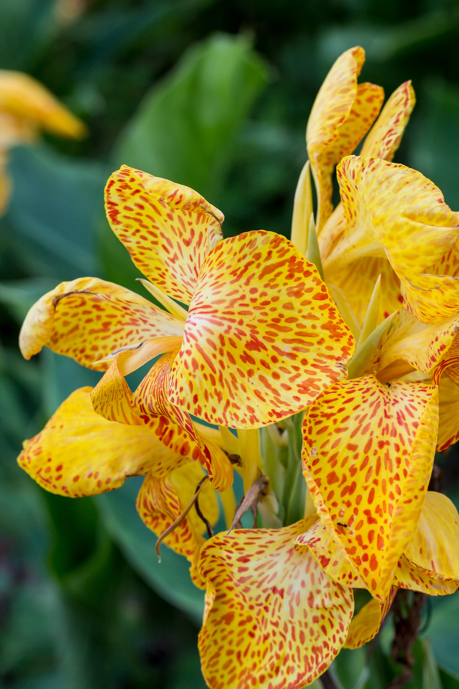 canna indica