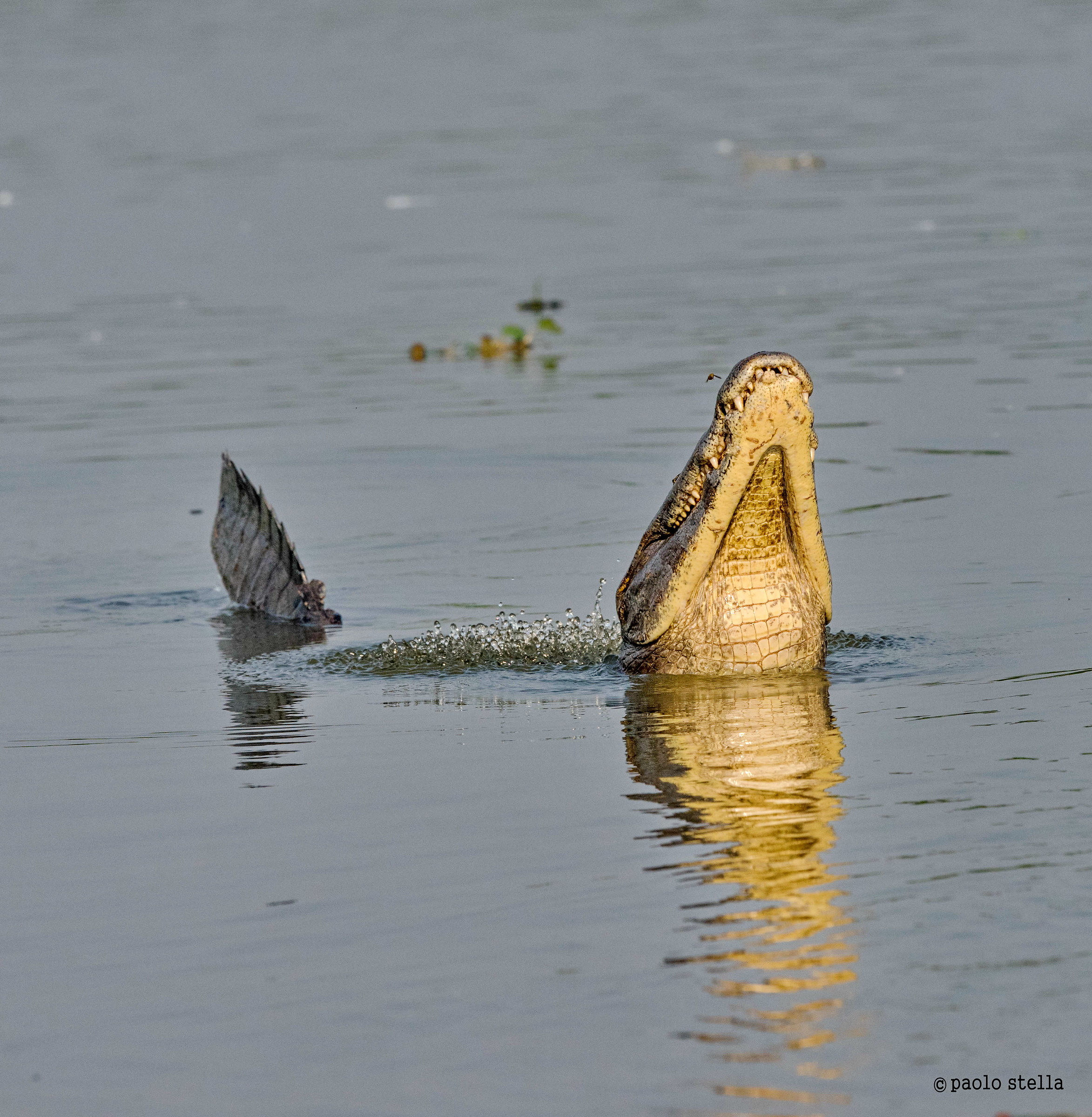 the call of the male