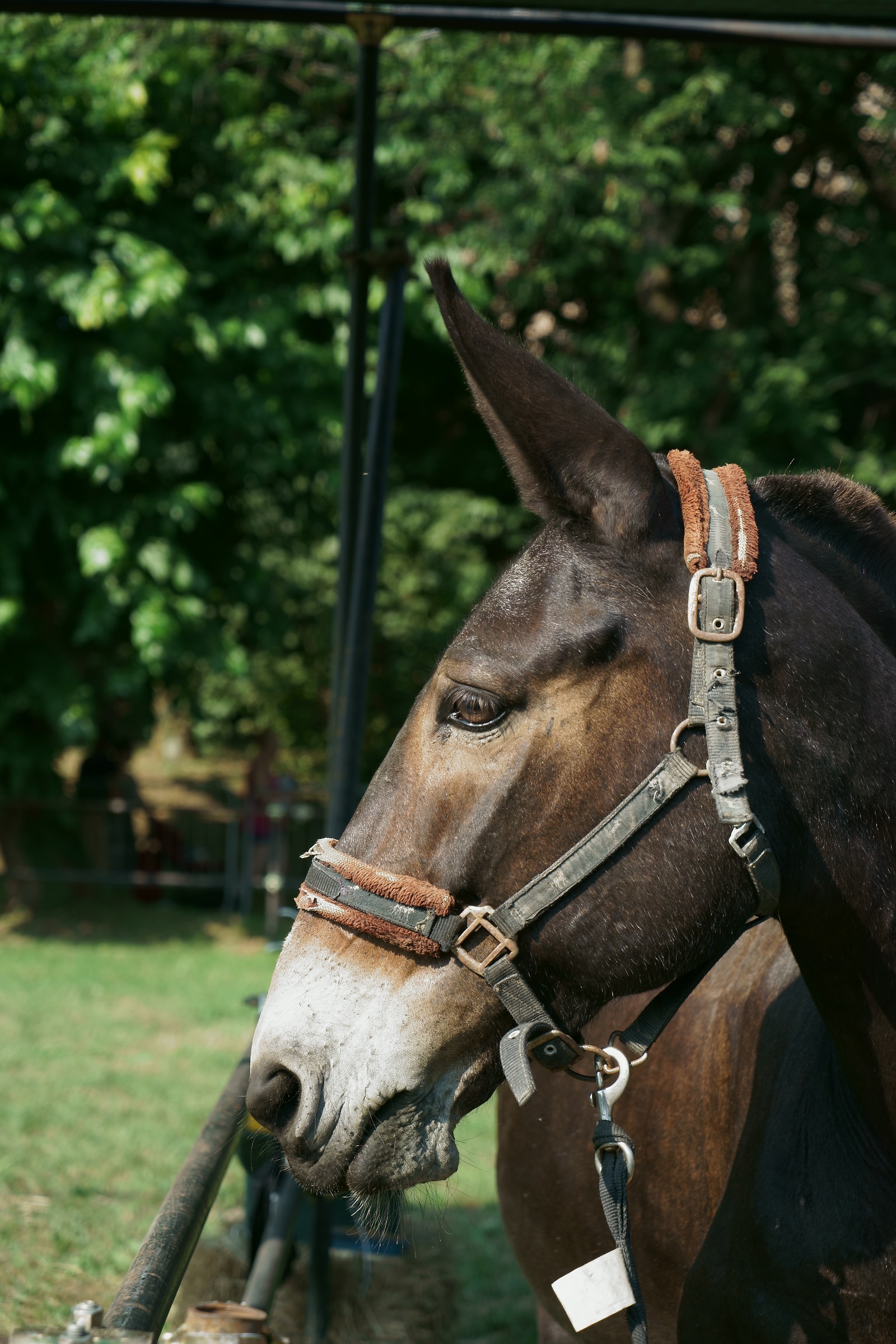 Sagra San fermo Albiate "Mulo"