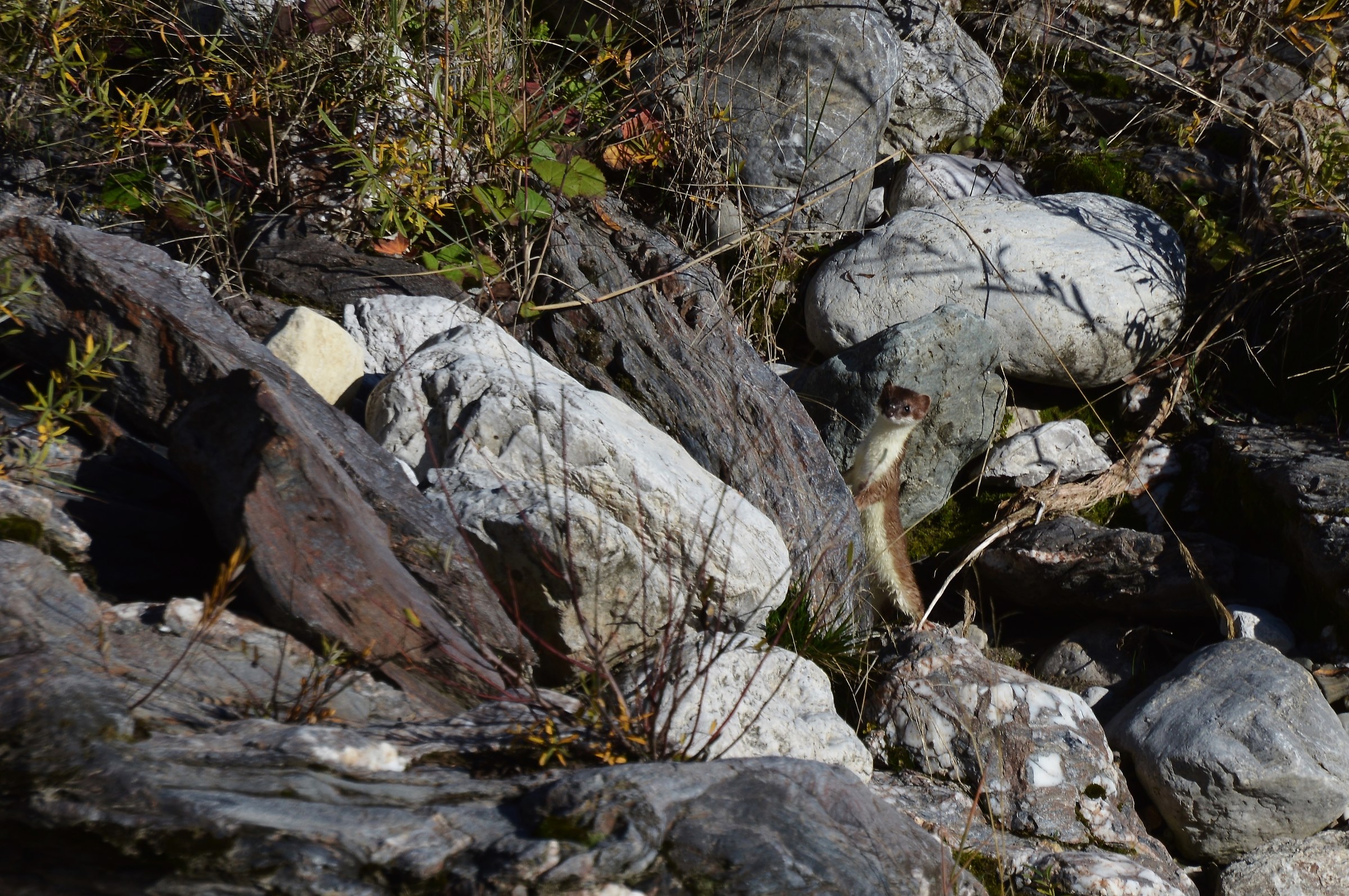 ermellino 12-10-2015