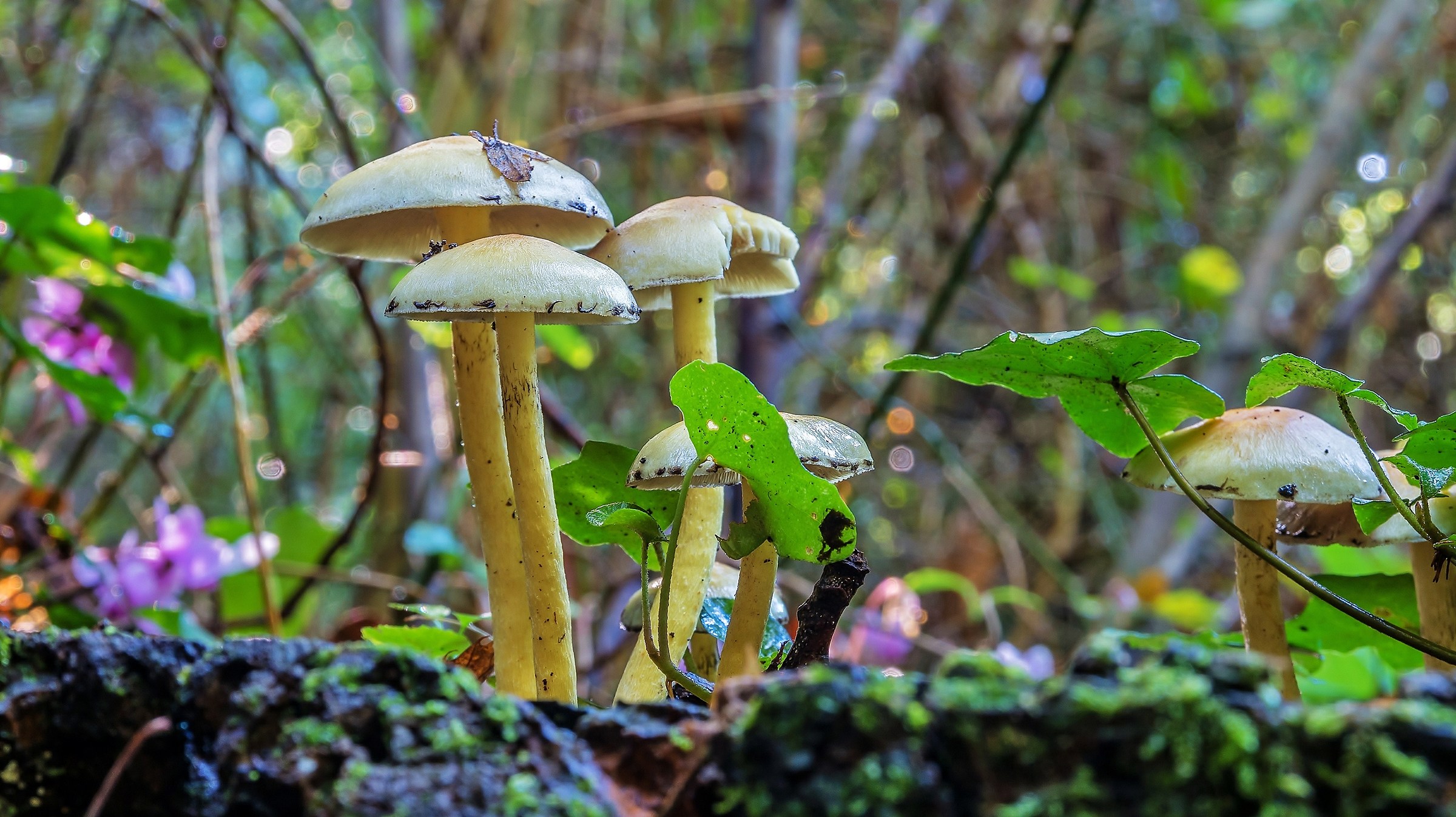 hypholoma fasciculare