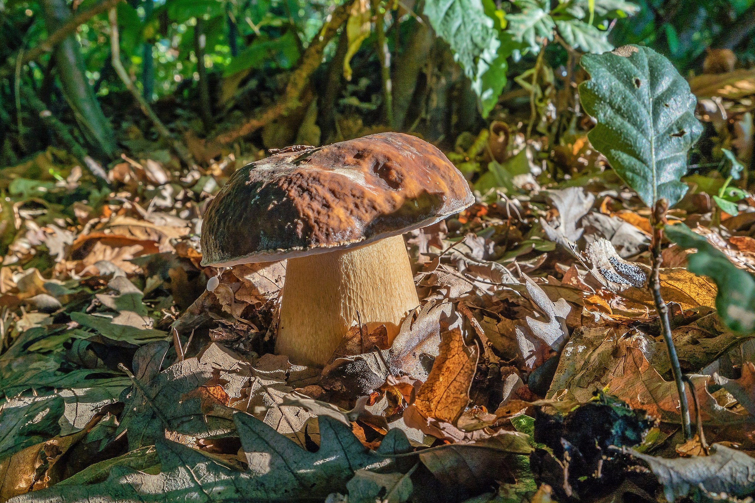 Boletus aereus