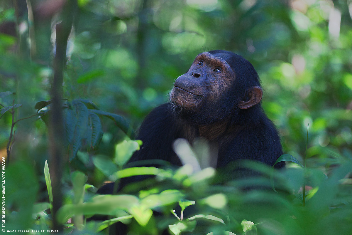 Eastern Common Chimpanzee