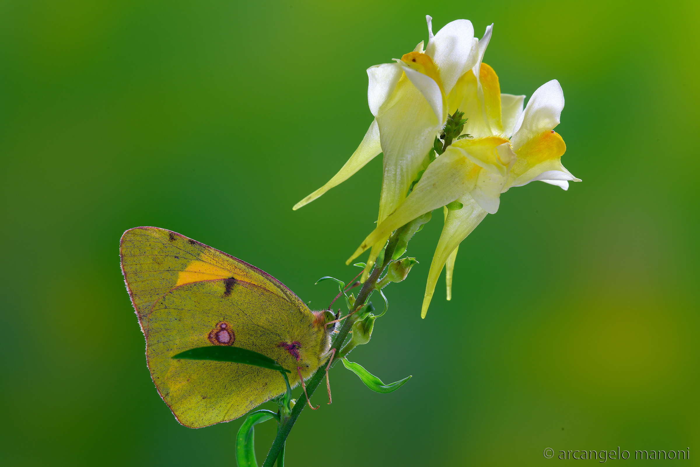 In a sign of the yellow